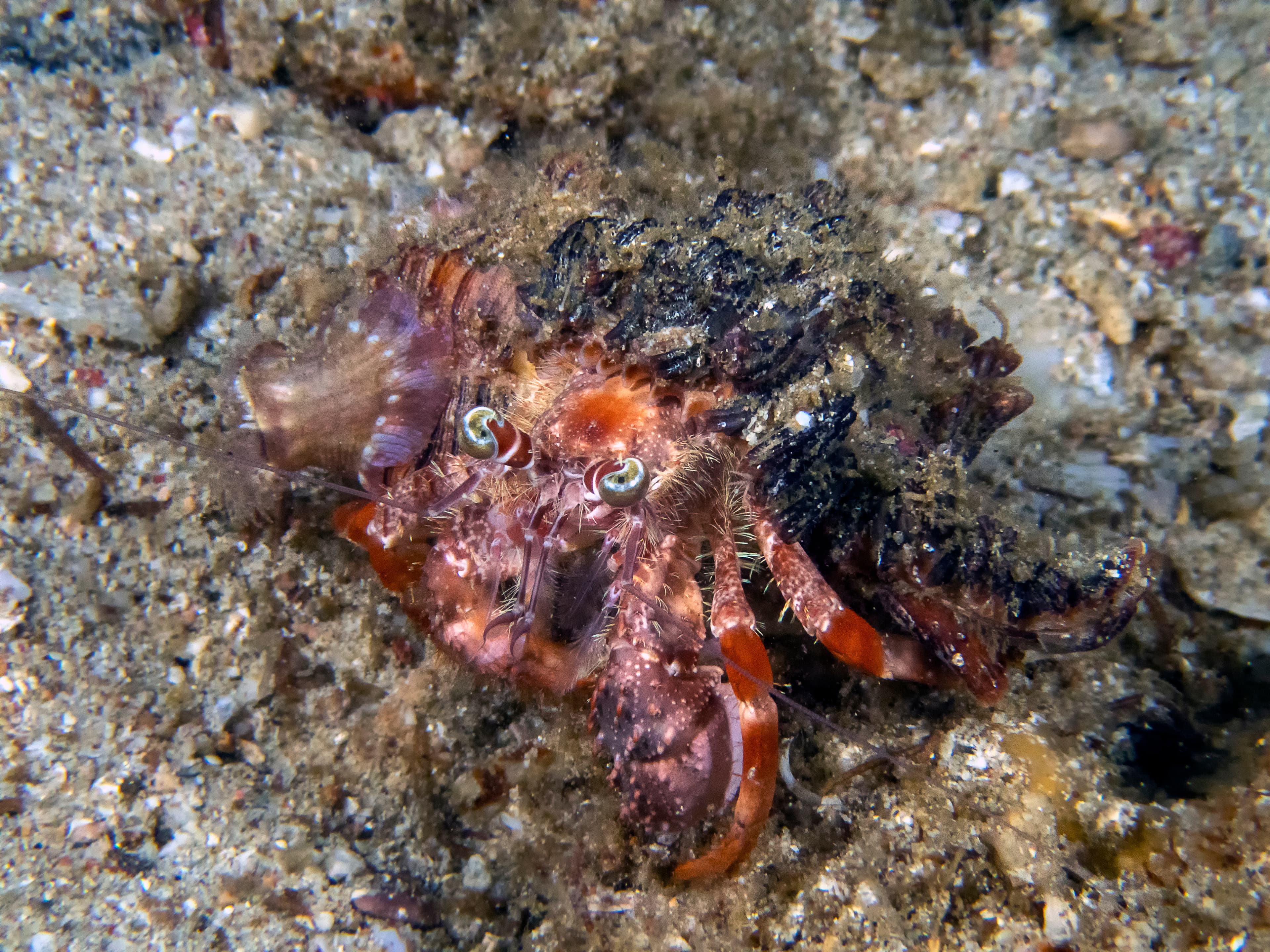 Anemone Hermit Crab (Dardanus pedunculatus)