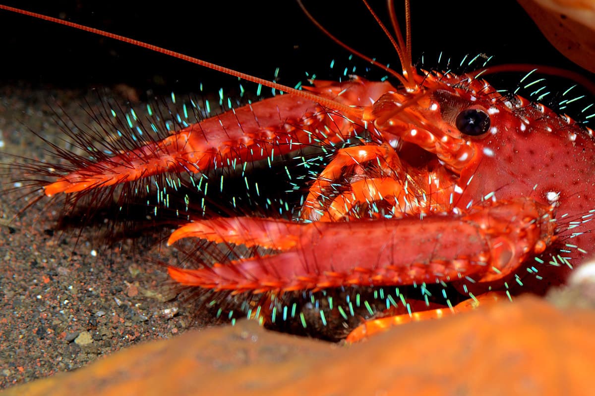 Red Reef Lobster (Enoplometopus occidentalis), Tulamben, Karangasem Regency, Bali, Indonesia