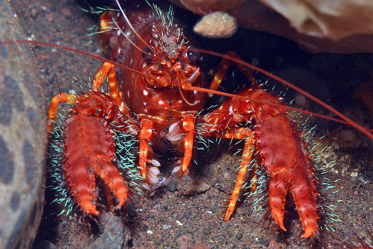 Red Reef Lobster (Enoplometopus occidentalis), Tulamben, Karangasem Regency, Bali, Indonesia