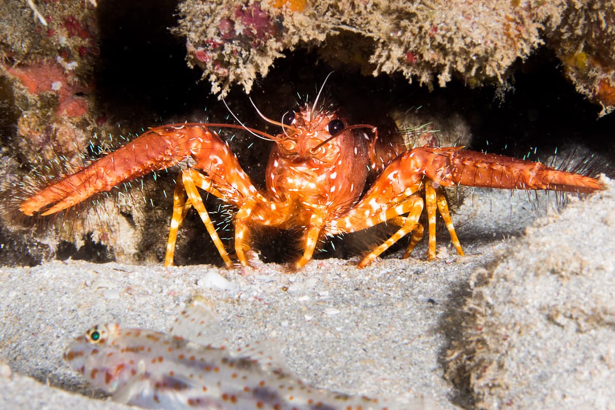 Red Reef Lobster (Enoplometopus occidentalis), North West Cape, Western Australia, Australia