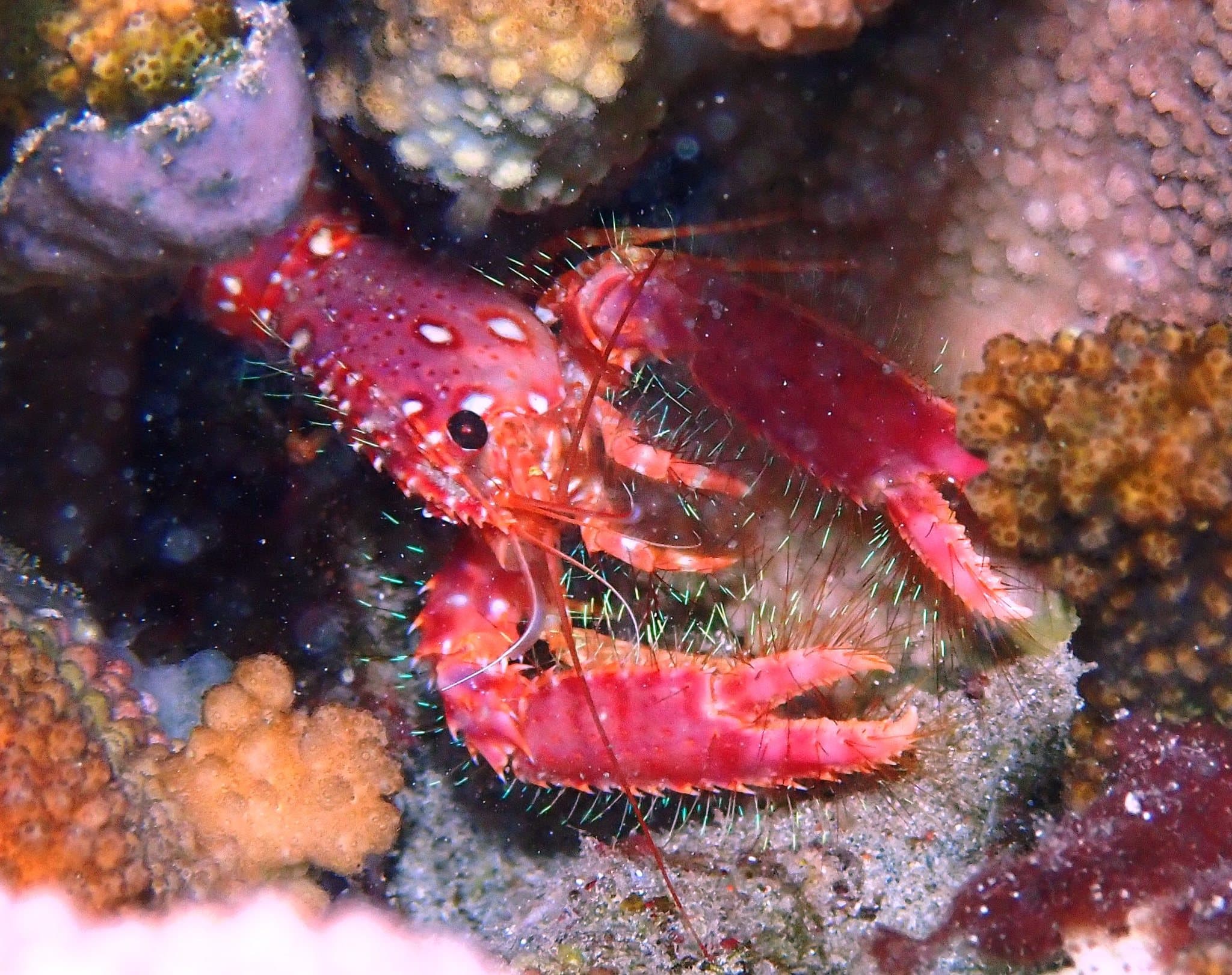 Red Reef Lobster (Enoplometopus occidentalis), Maui County, Hawaii