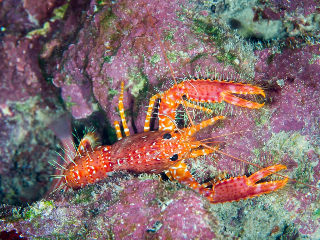 Red Reef Lobster (Enoplometopus occidentalis), Honolulu County, Hawaii