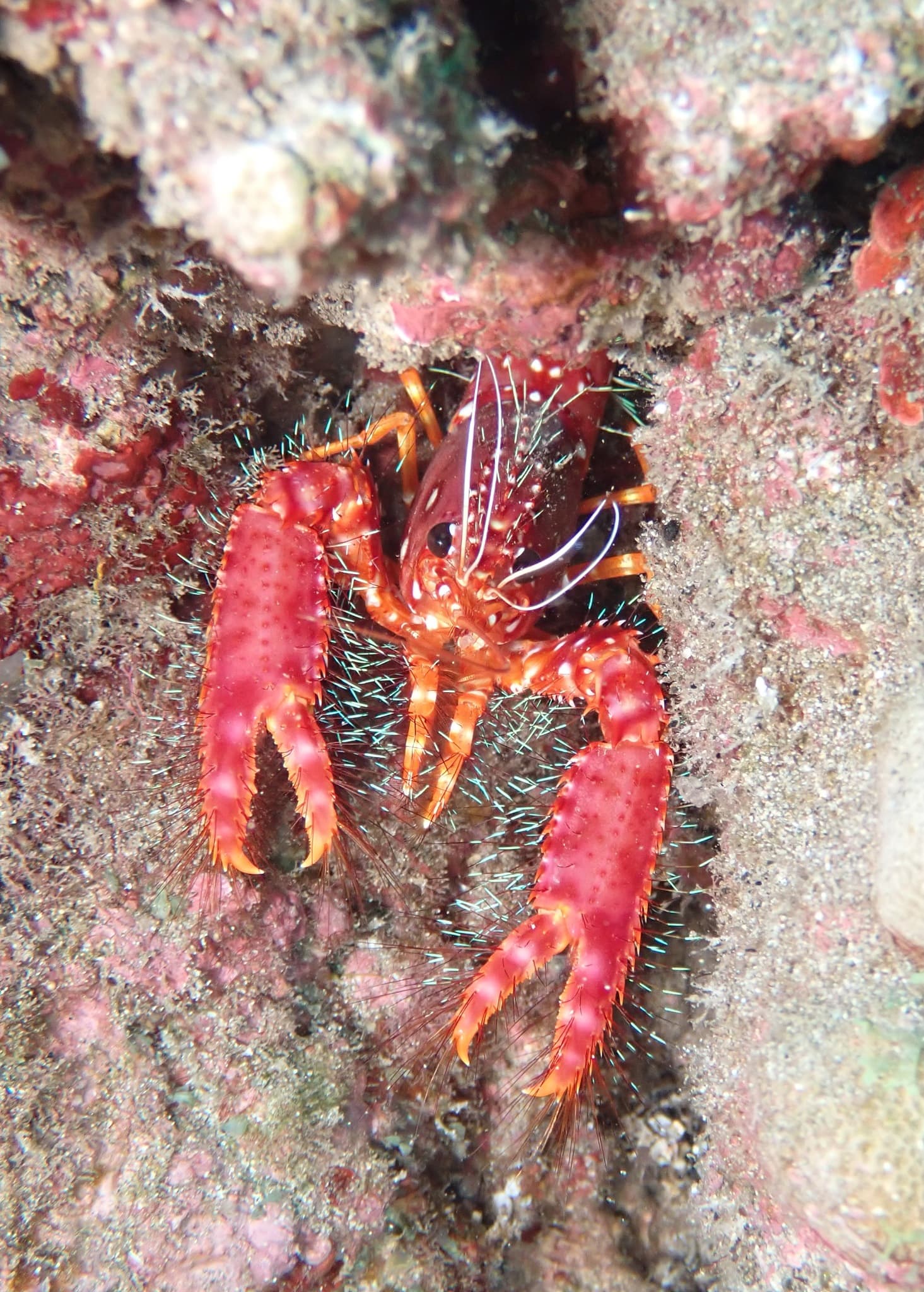 Red Reef Lobster (Enoplometopus occidentalis), Honolulu County, Hawaii