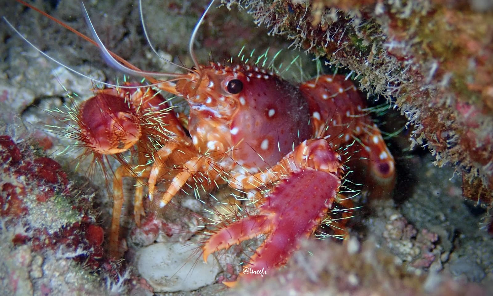 Red Reef Lobster (Enoplometopus occidentalis), Honolulu County, Hawaii