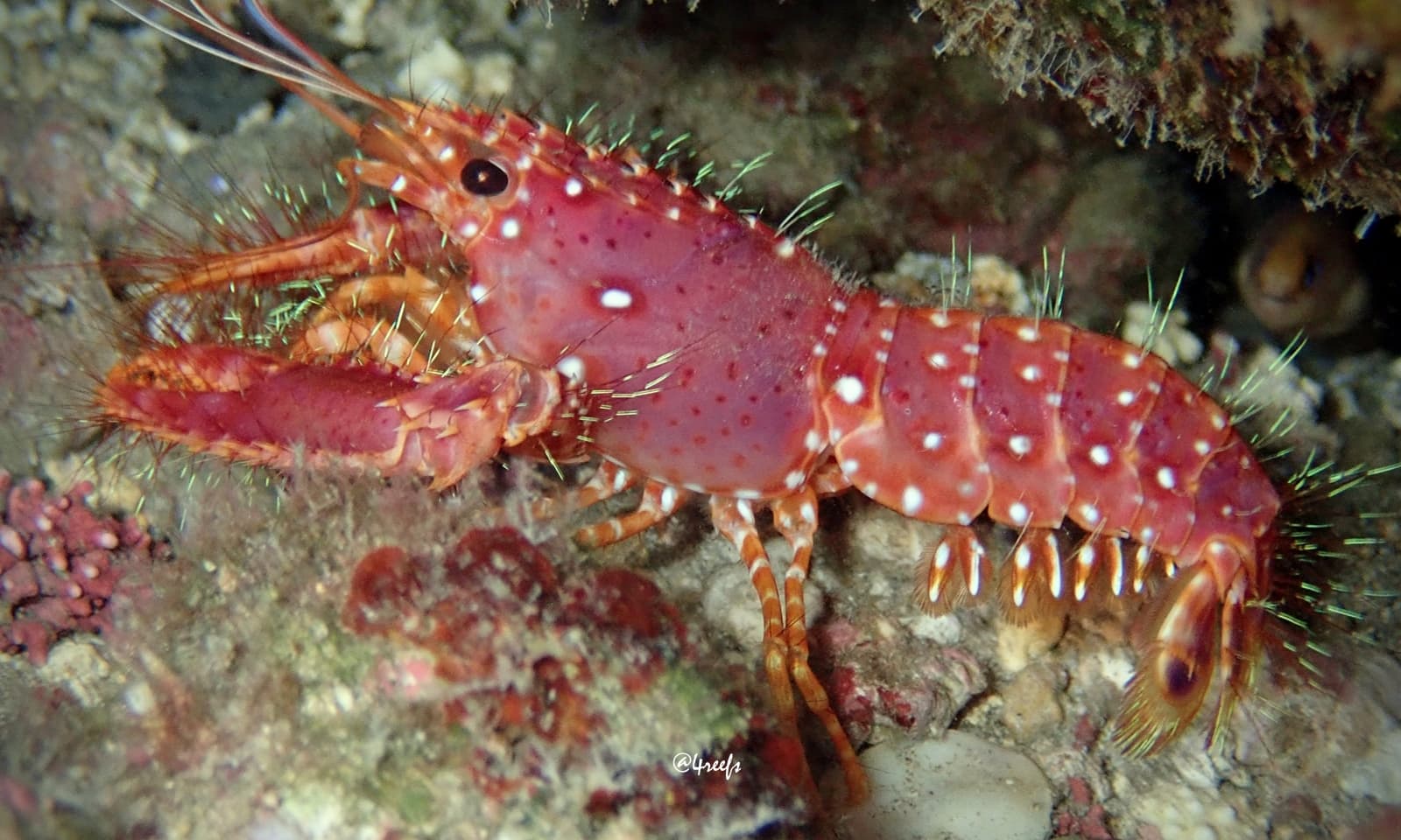 Red Reef Lobster (Enoplometopus occidentalis), Honolulu County, Hawaii