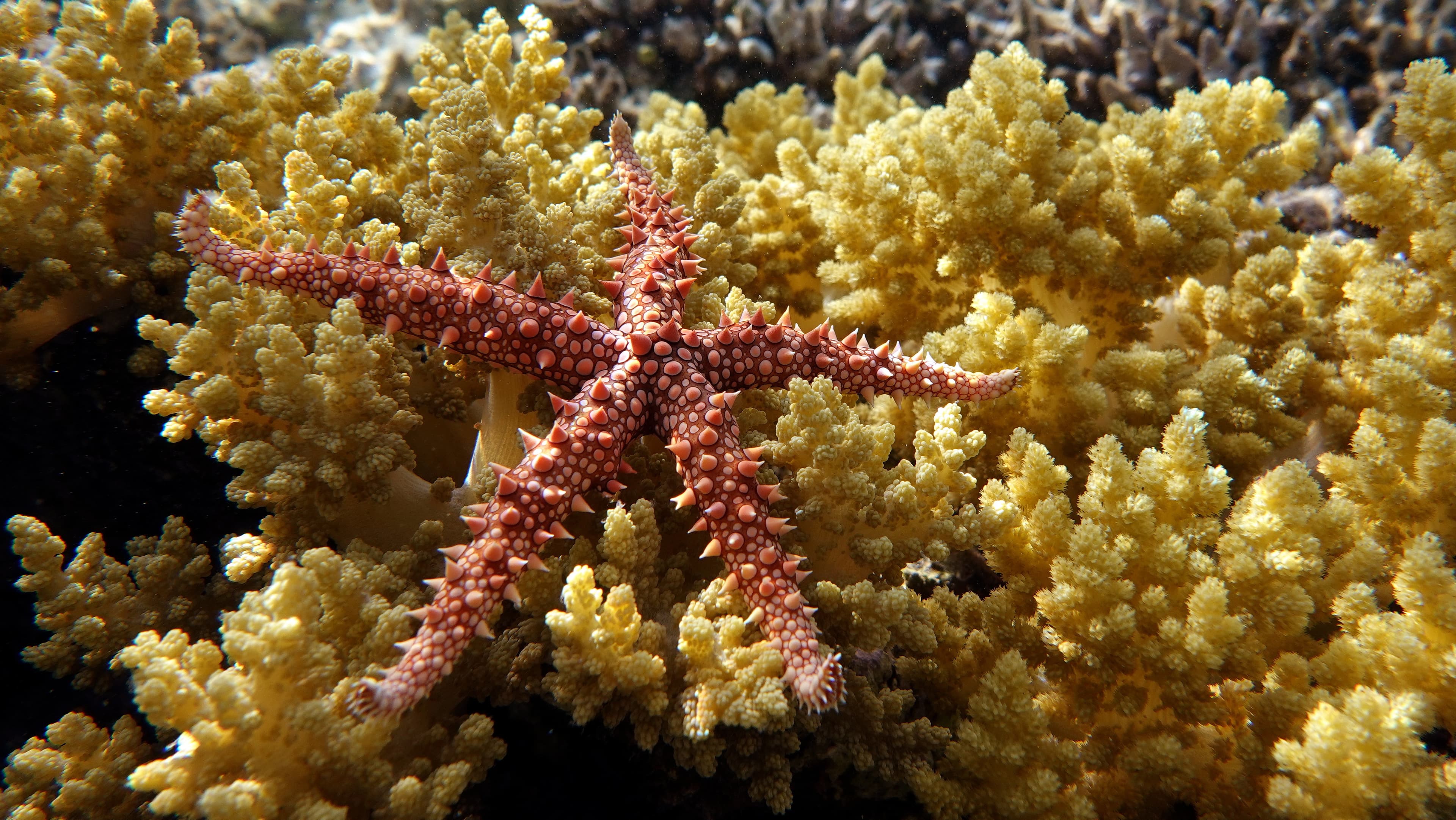 Egyptian Sea Star (Gomophia egyptiaca)