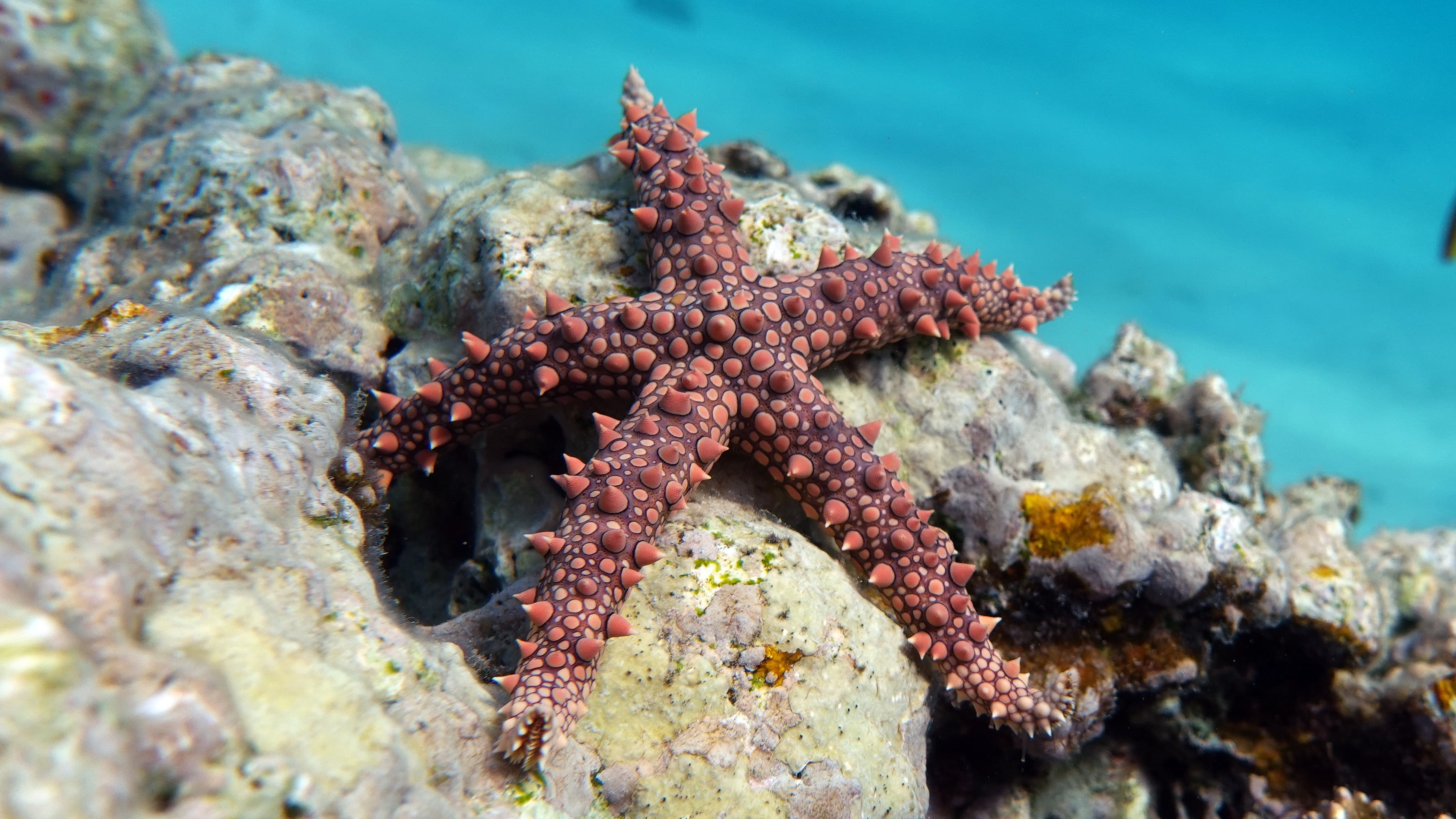 Egyptian Sea Star (Gomophia egyptiaca) on the reefs of the Red Sea