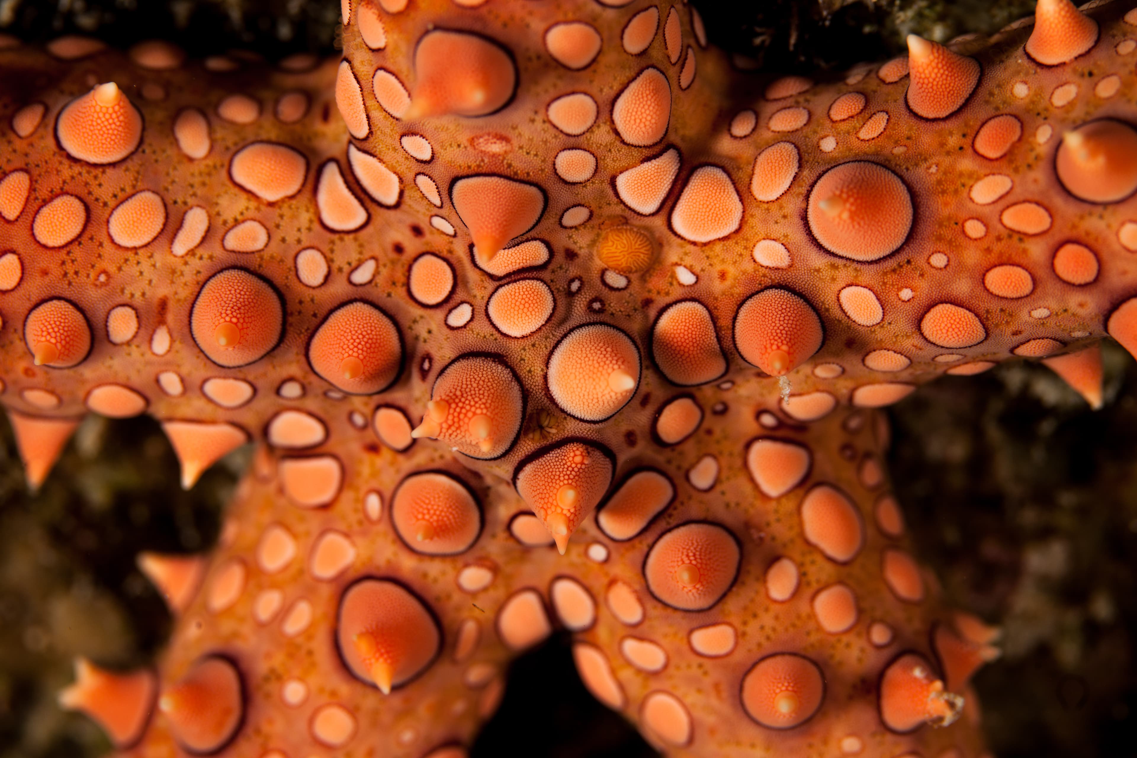 Egyptian Sea Star (Gomophia egyptiaca) close up