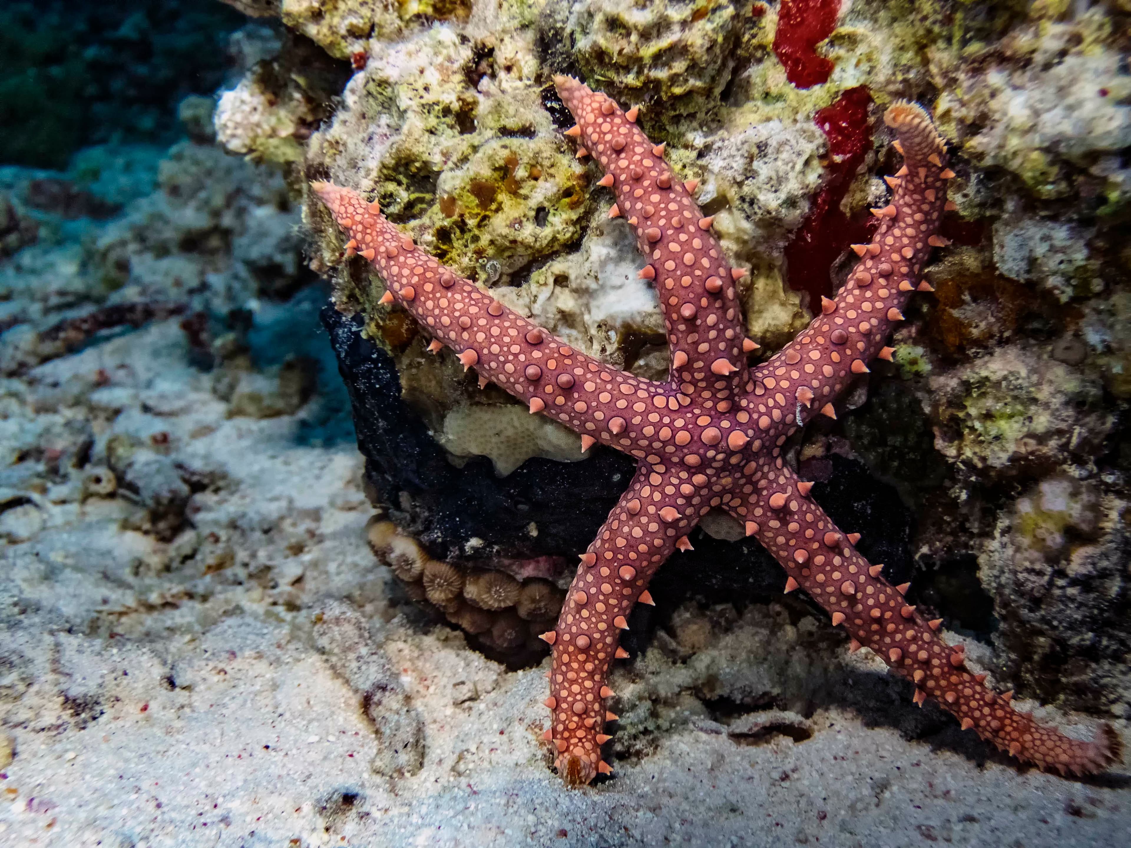 Egyptian Sea Star (Gomophia egyptiaca)