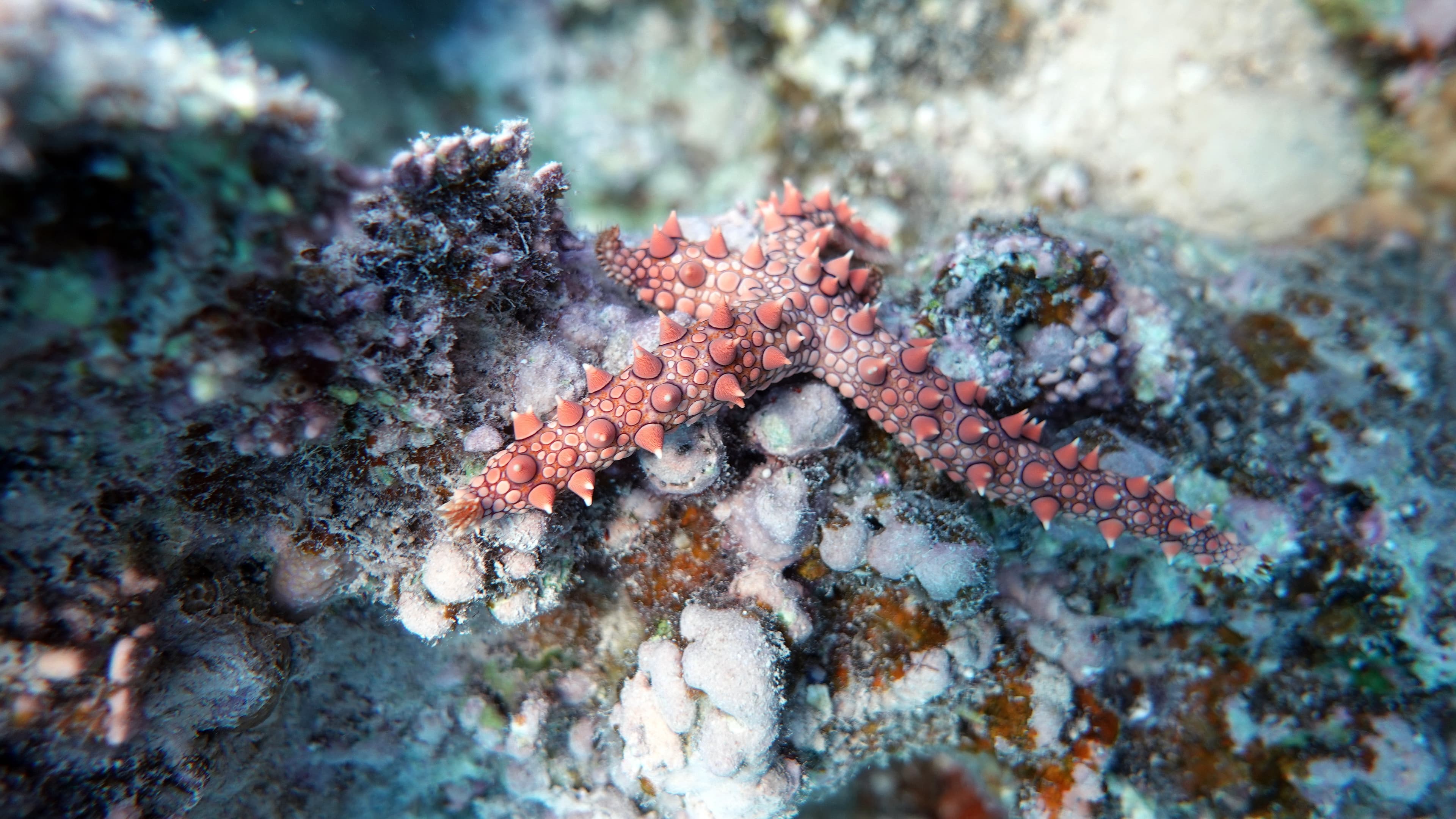 Egyptian Sea Star (Gomophia egyptiaca) on the reefs of the Red Sea