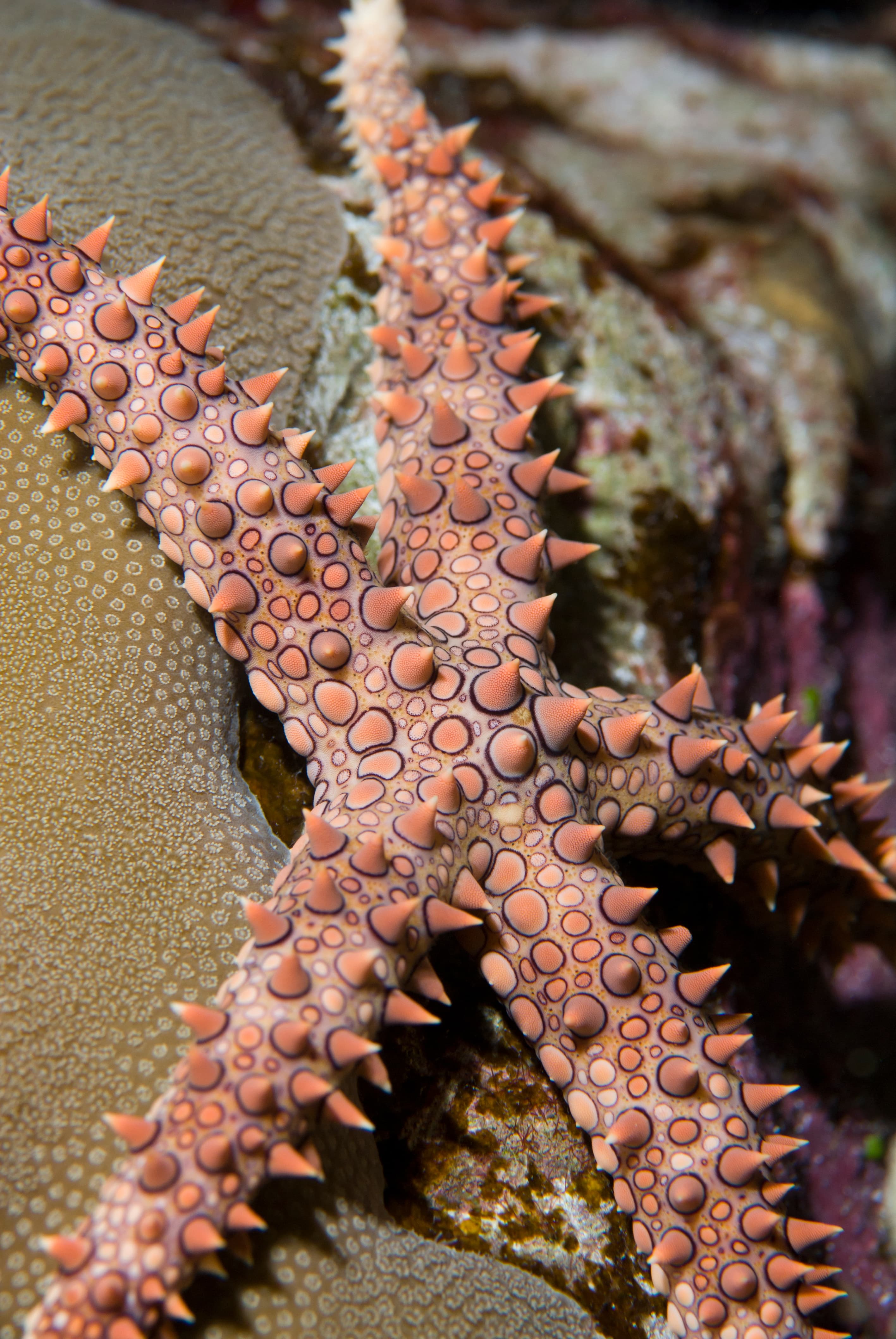 Egyptian Sea Star (Gomophia egyptiaca) close up