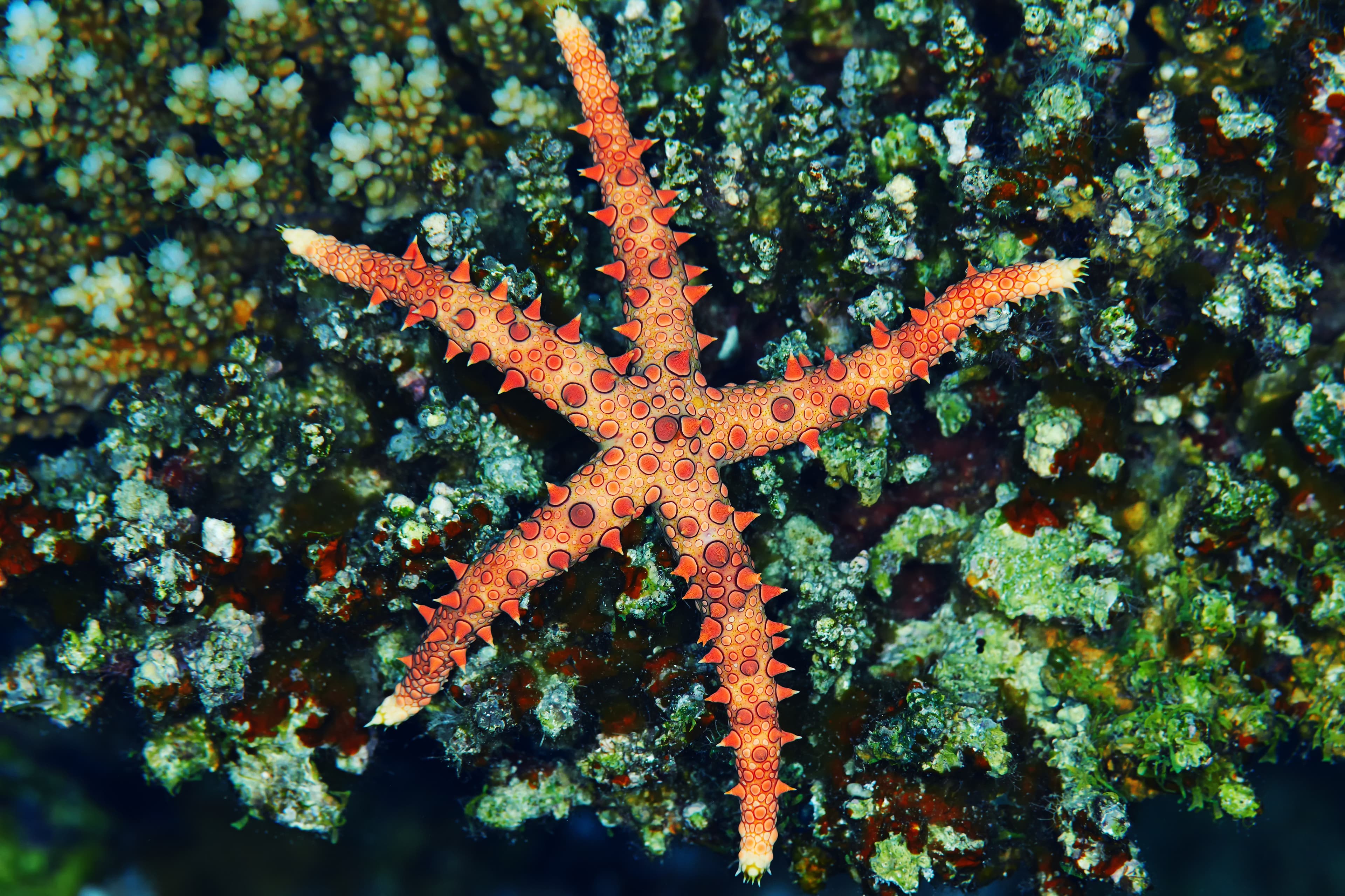 Egyptian Sea Star (Gomophia egyptiaca) in the Red Sea, Egypt