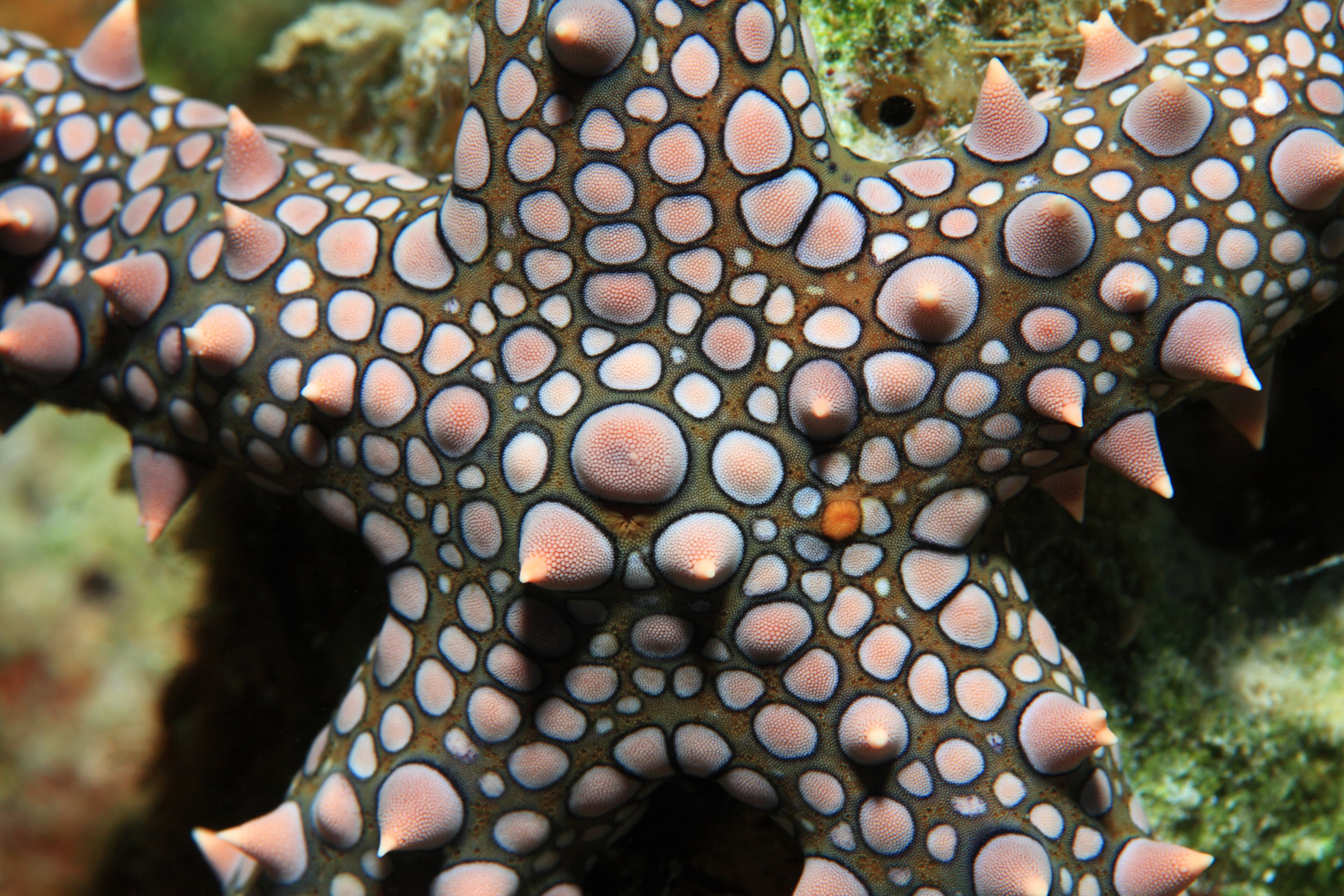 Egyptian Sea Star (Gomophia egyptiaca) close up