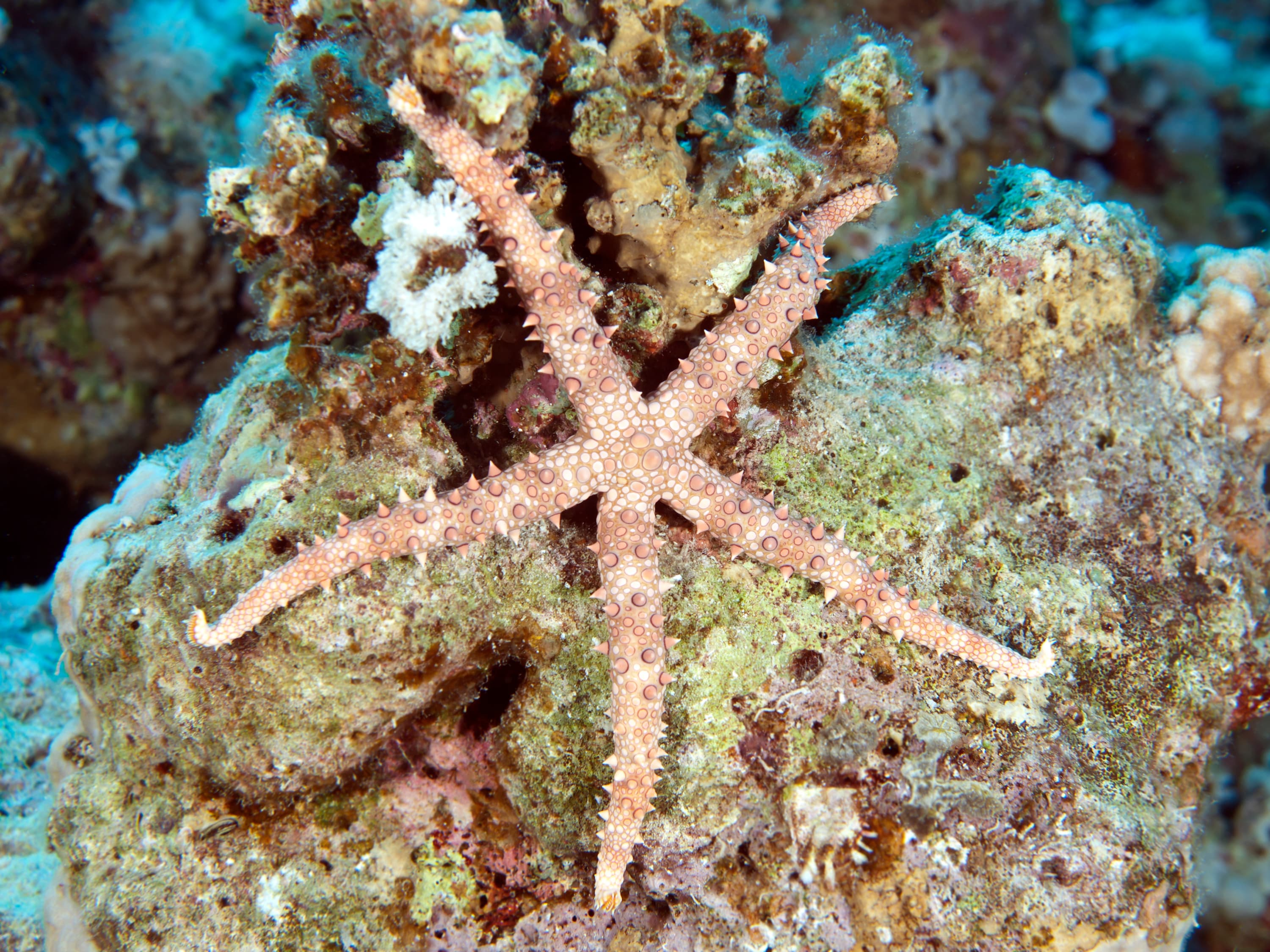 Watson's Sea Star (Gomophia watsoni)