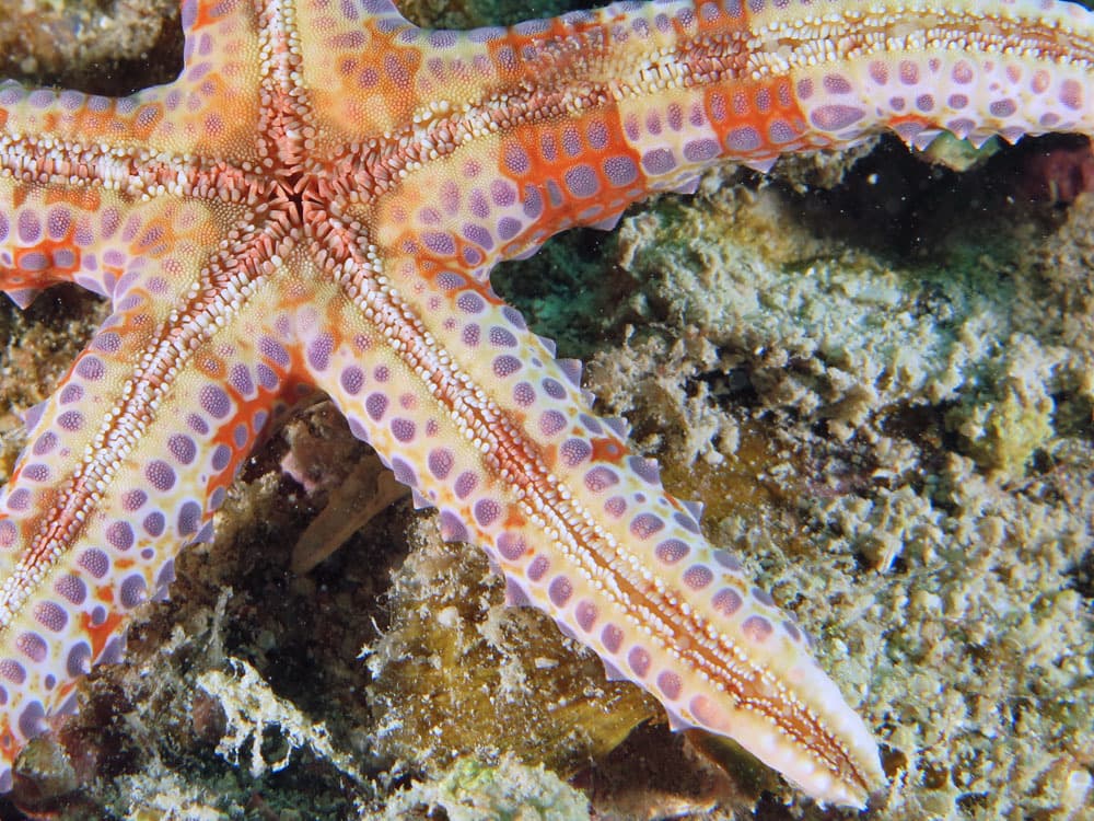 Watson's Sea Star (Gomophia watsoni), Lizard Island, Australia