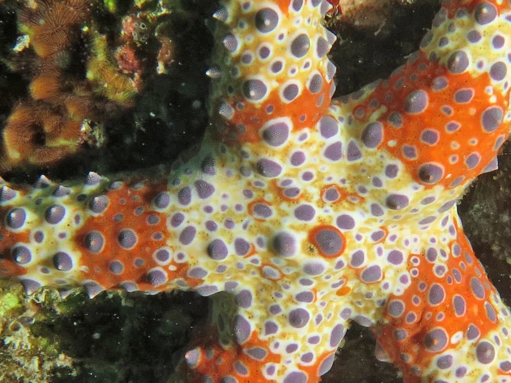 Watson's Sea Star (Gomophia watsoni), Lizard Island, Australia