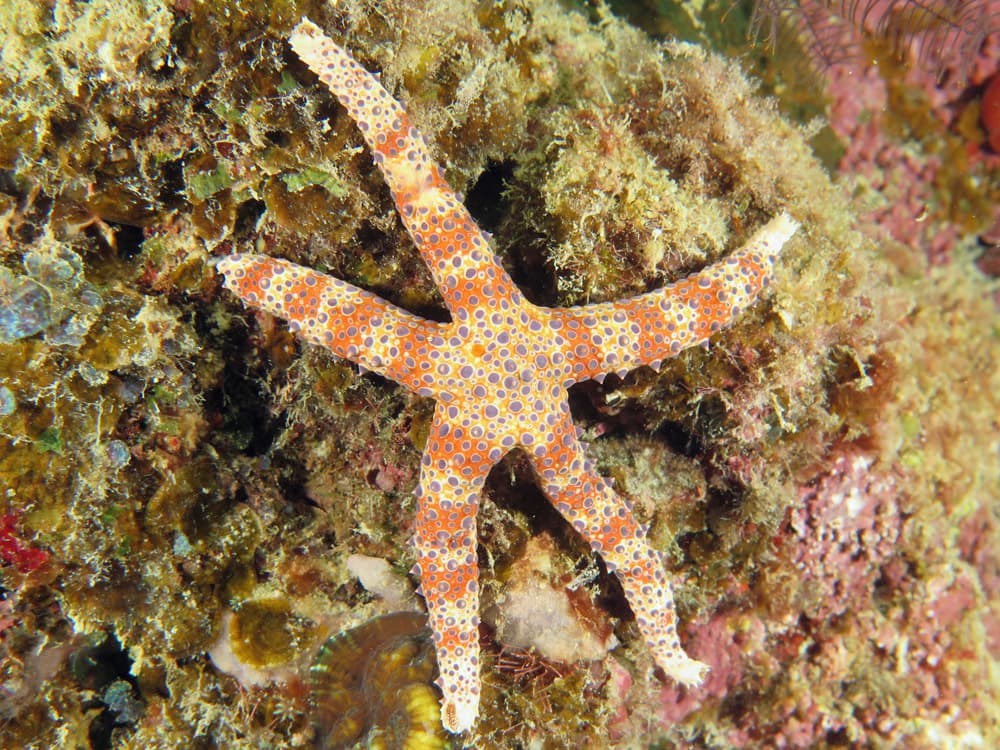 Watson's Sea Star (Gomophia watsoni), Lizard Island, Australia