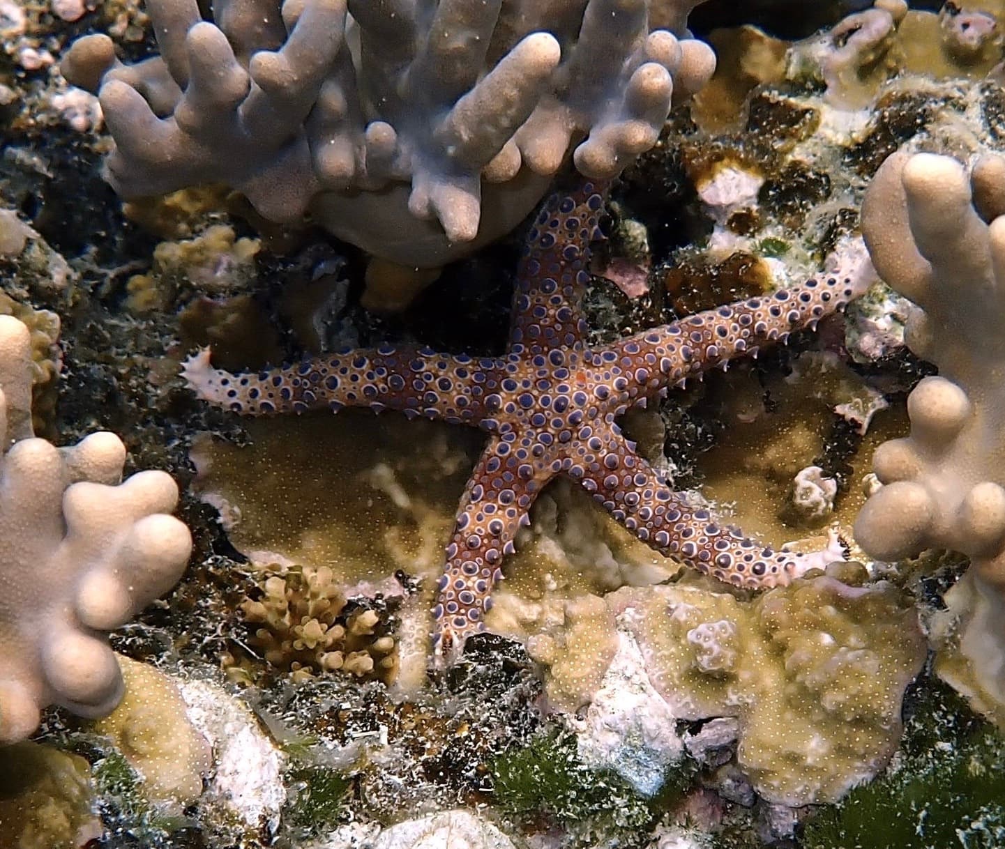 Watson's Sea Star (Gomophia watsoni), Watson's Bay, Lizard Island, Australia