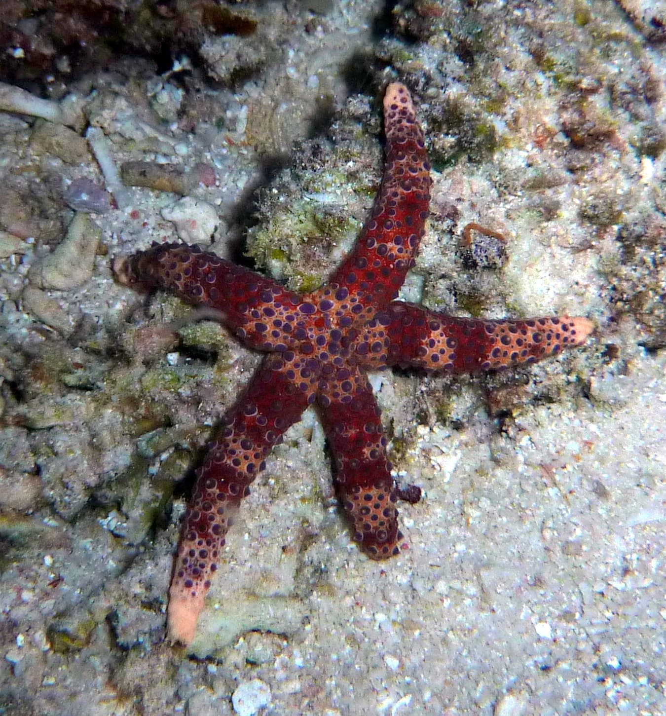 Watson's Sea Star (Gomophia watsoni), Ribbon Reefs, Great Barrier Reef, Queensland, Australia