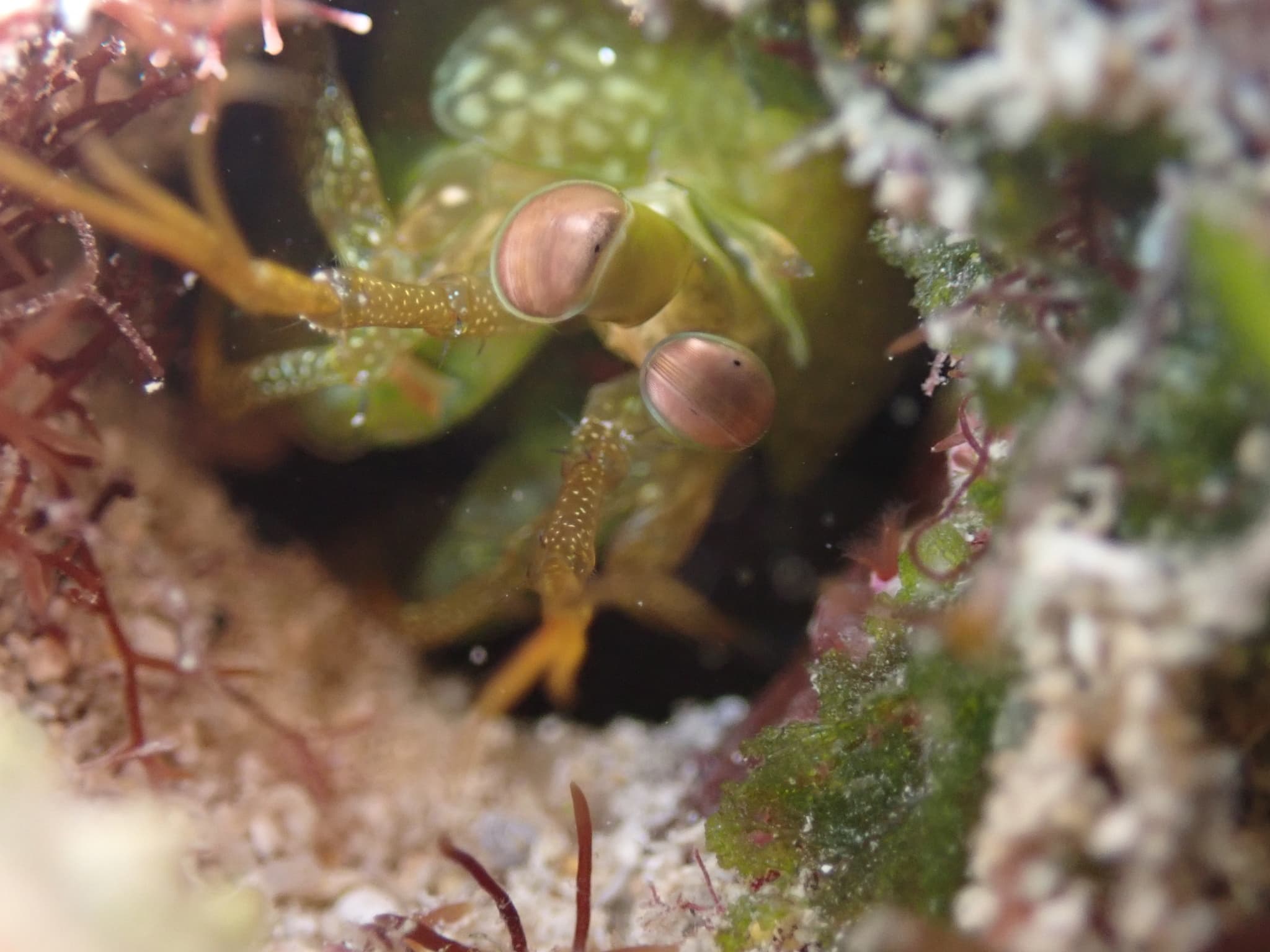 Smashing Mantis Shrimp (Neogonodactylus bredini), Parson’s Bay, Bermuda