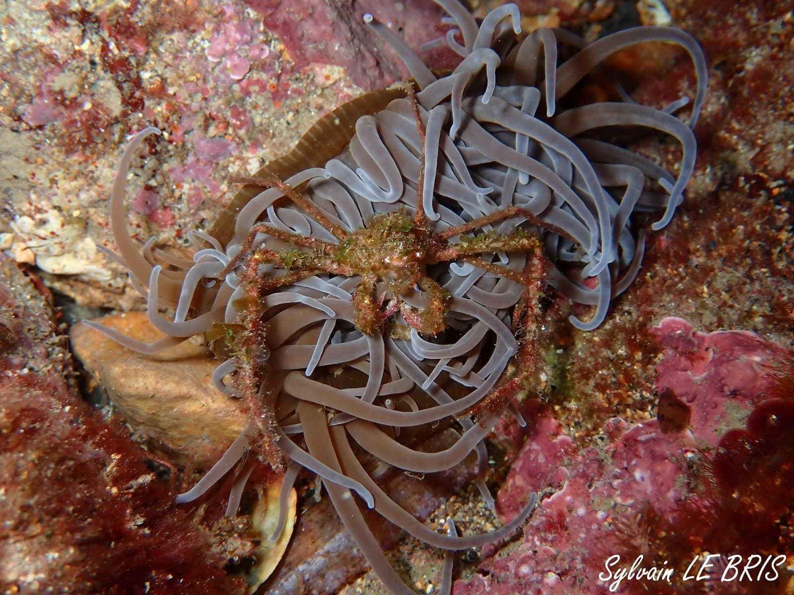 Leach's Spider Crab (Inachus phalangium), Marseille, France