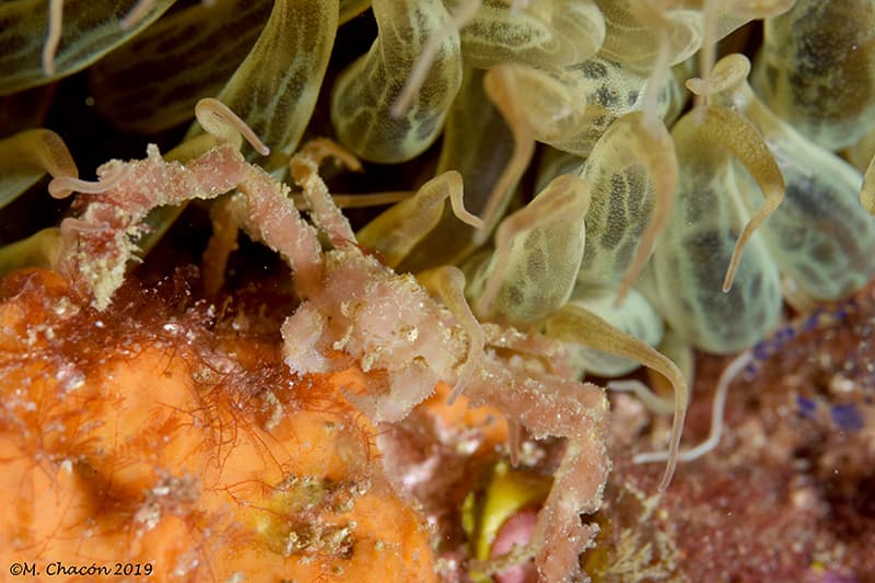 Leach's Spider Crab (Inachus phalangium), Tarifa, Spain