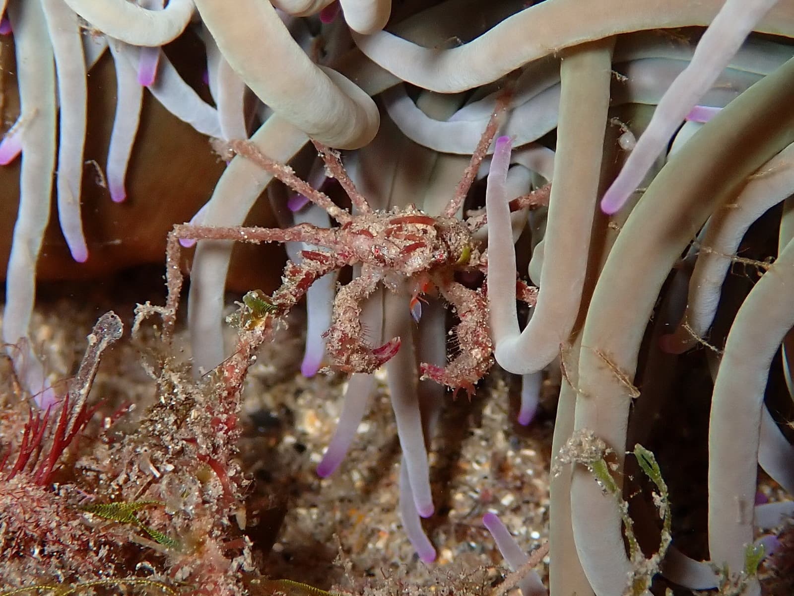 Leach's Spider Crab (Inachus phalangium), Marseille, France