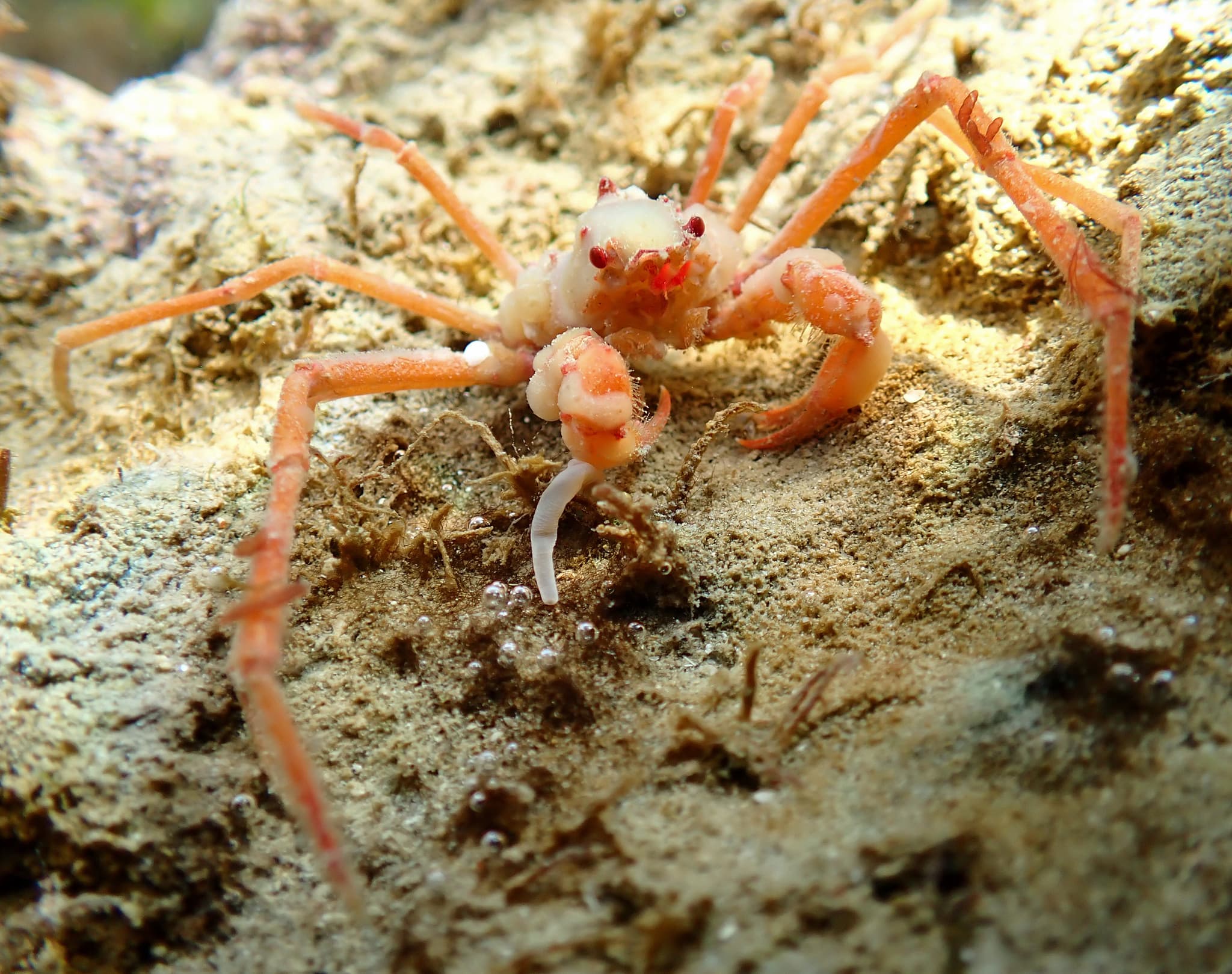 Leach's Spider Crab (Inachus phalangium), Jersey, France