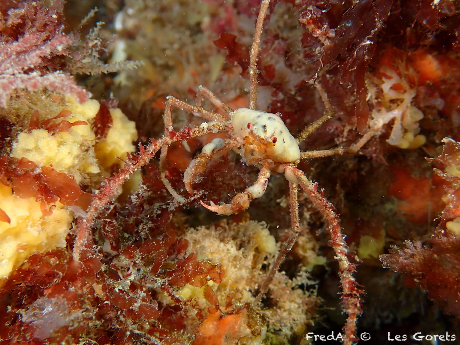 Leach's Spider Crab (Inachus phalangium), Larmor-Baden, France