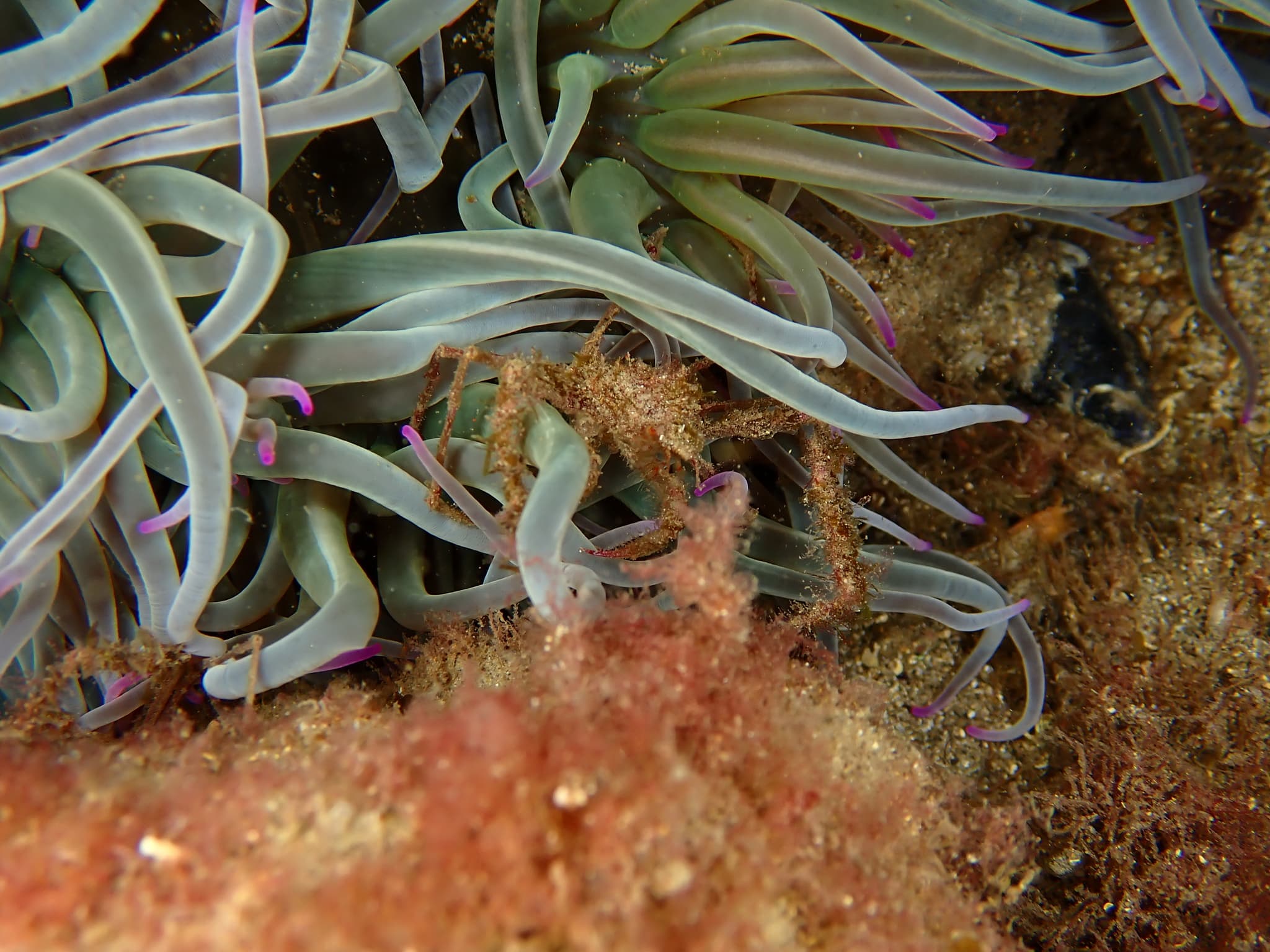 Leach's Spider Crab (Inachus phalangium), Marseille, France