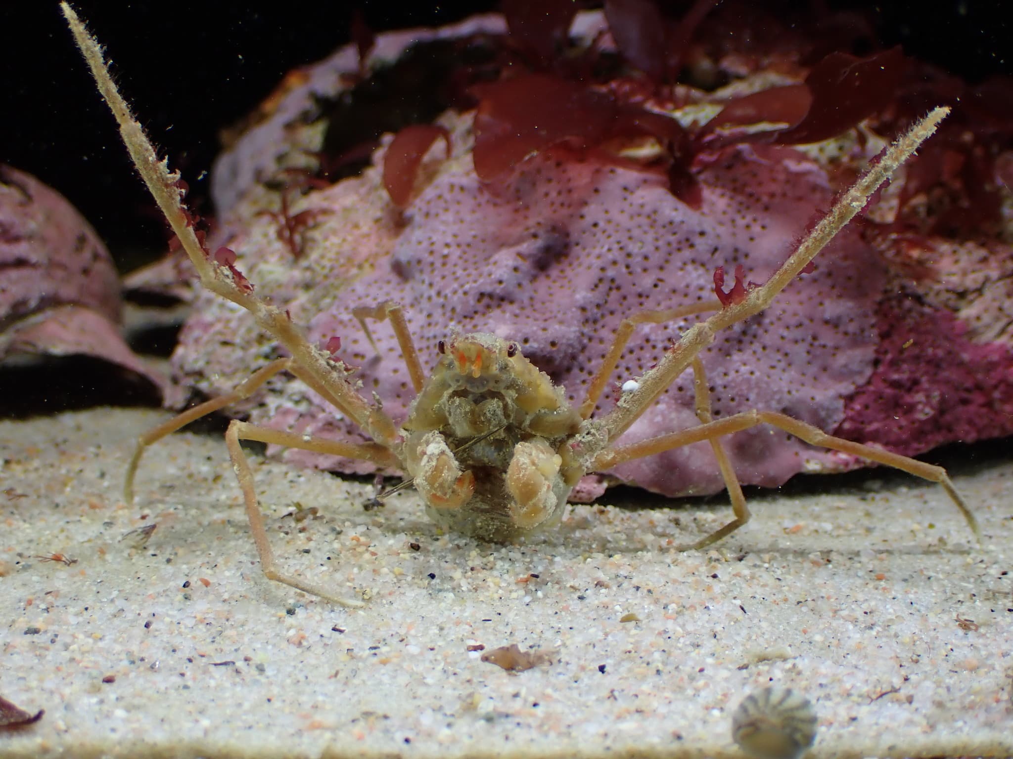 Leach's Spider Crab (Inachus phalangium), Jersey, France