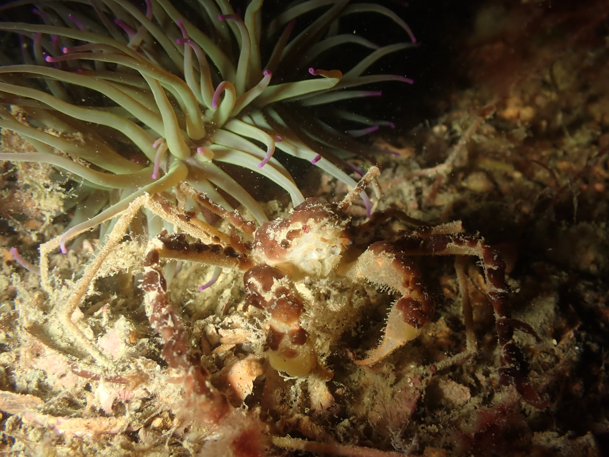 Leach's Spider Crab (Inachus phalangium), Saint-Suliac, France