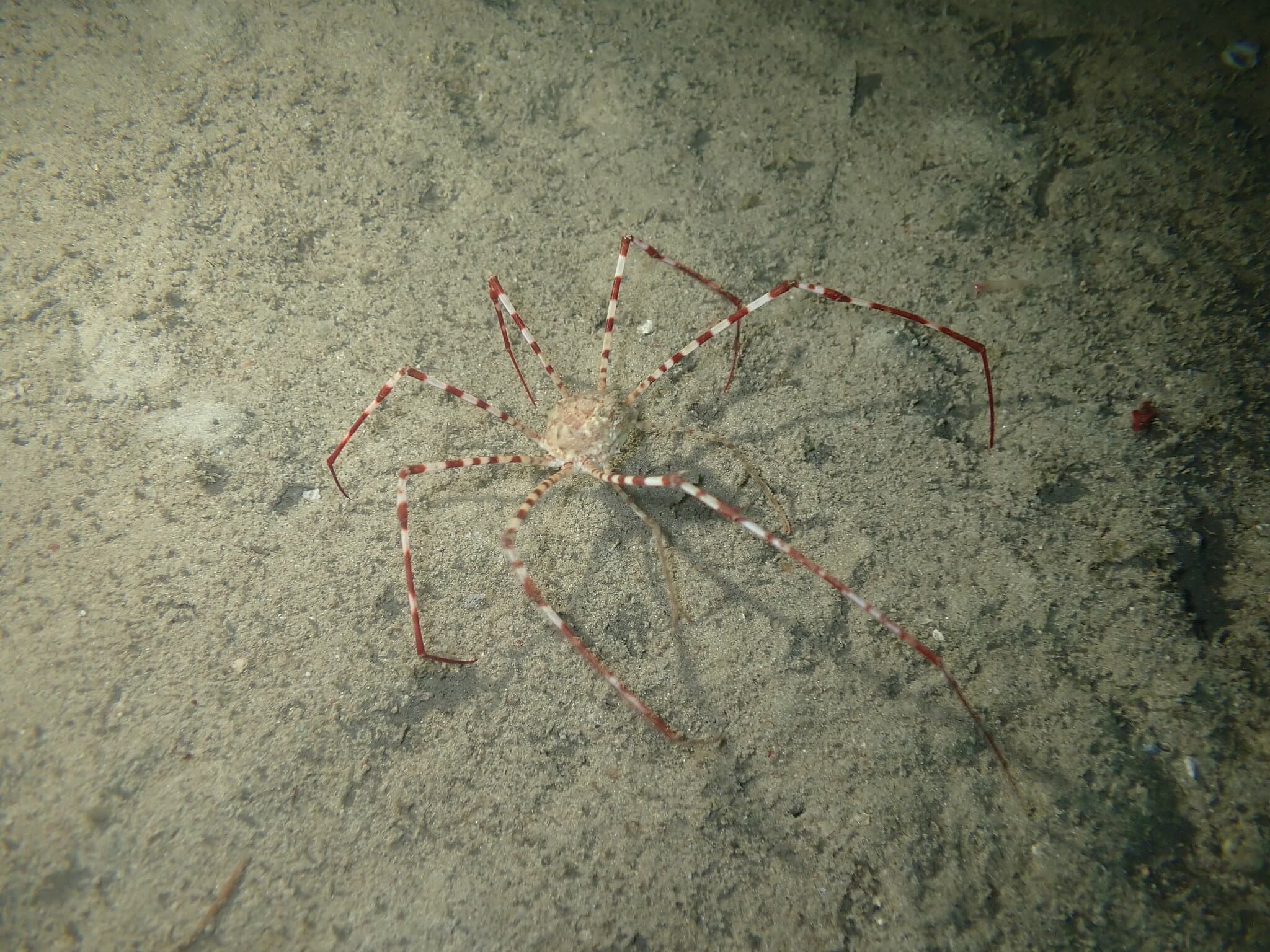 Banded Arrow Crab (Latreillia valida), Waisai, Raja Ampat, Indonesia