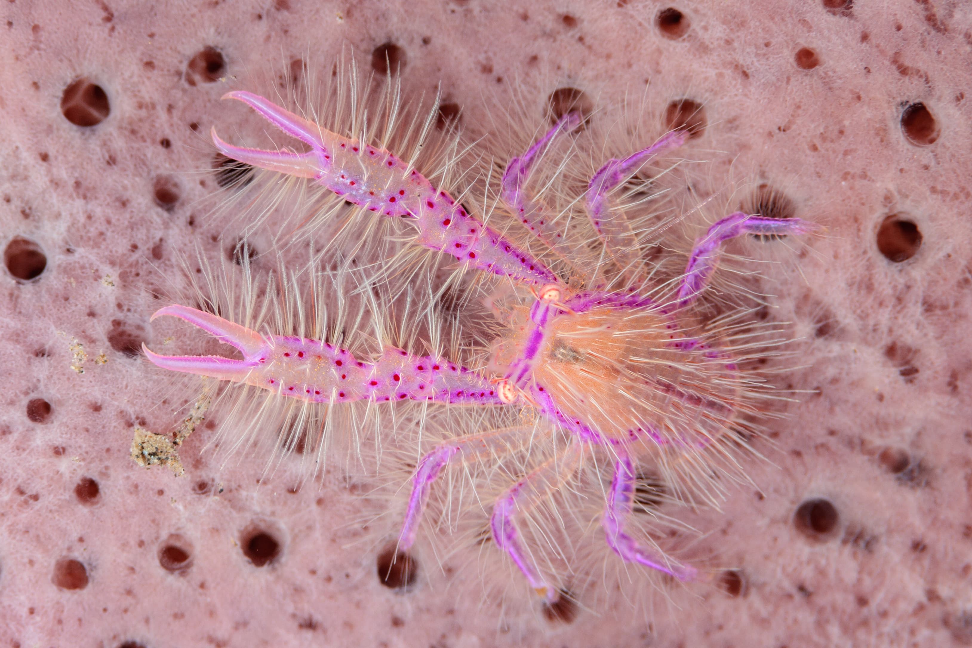 Hairy Squat Lobster (Lauriea siagiani)