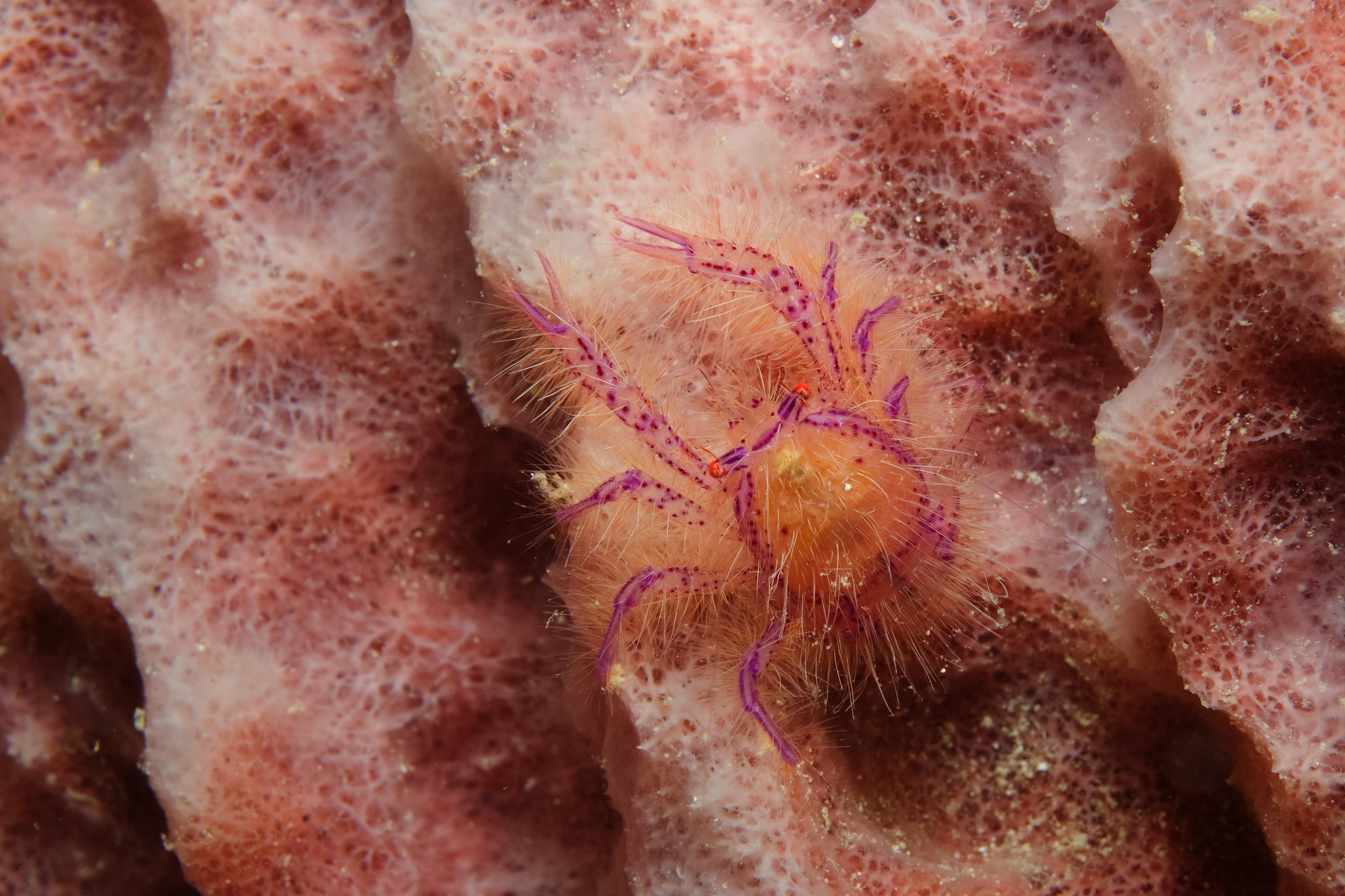 Hairy Squat Lobster (Lauriea siagiani) in a giant barrel sponge near Mabul, Malaysia