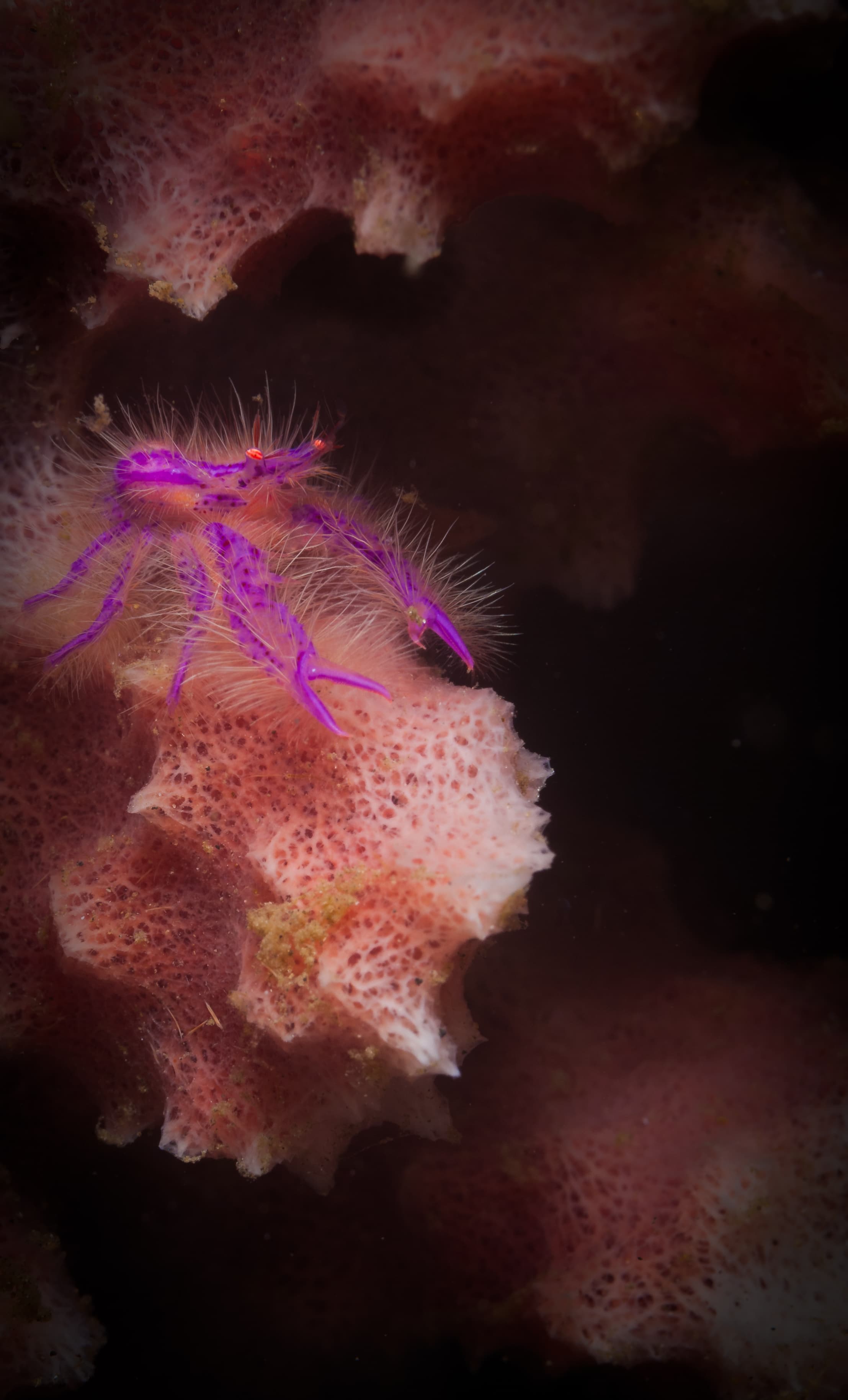 Hairy Squat Lobster (Lauriea siagiani), Lembeh Straits of Indonesia