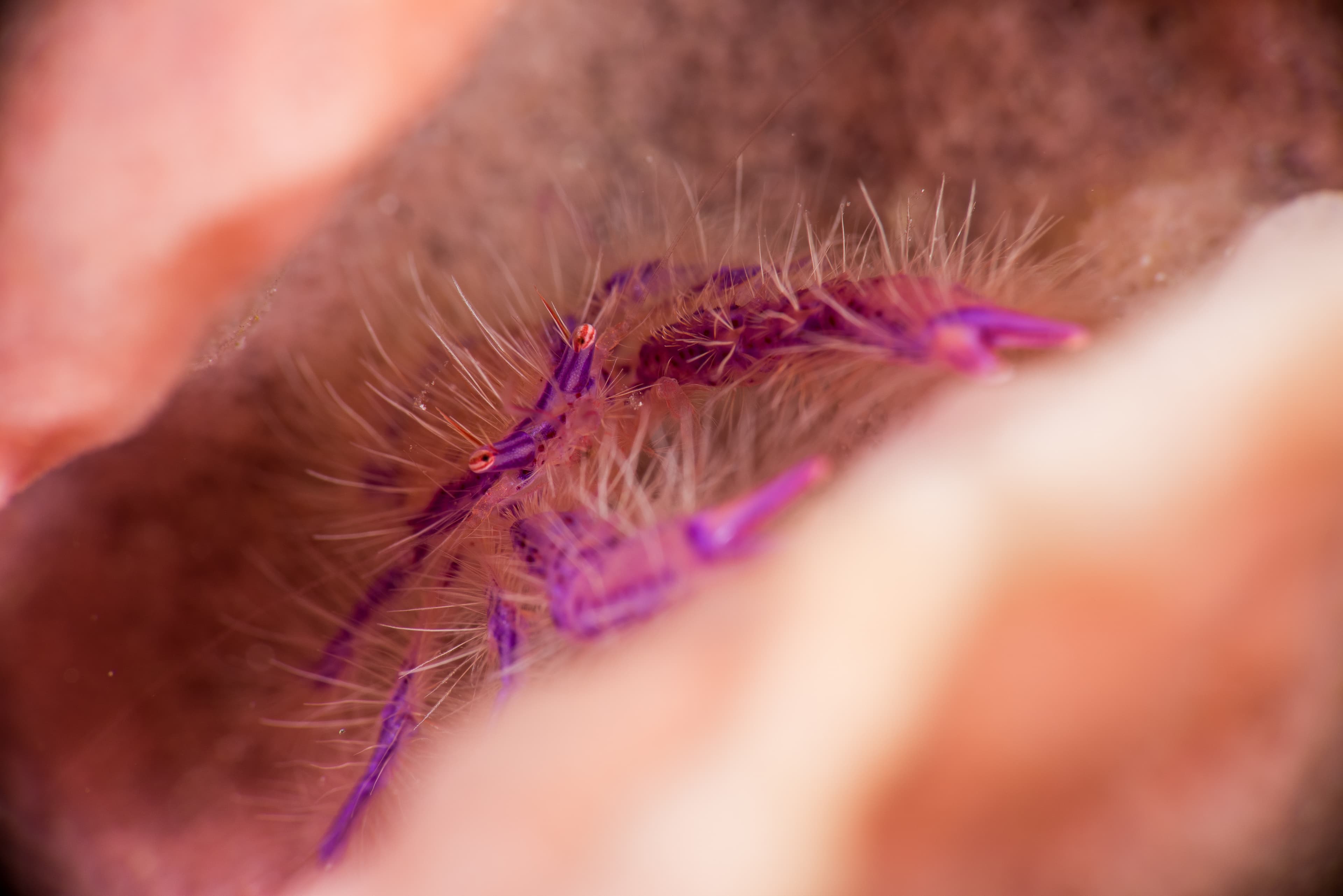 Hairy Squat Lobster (Lauriea siagiani)