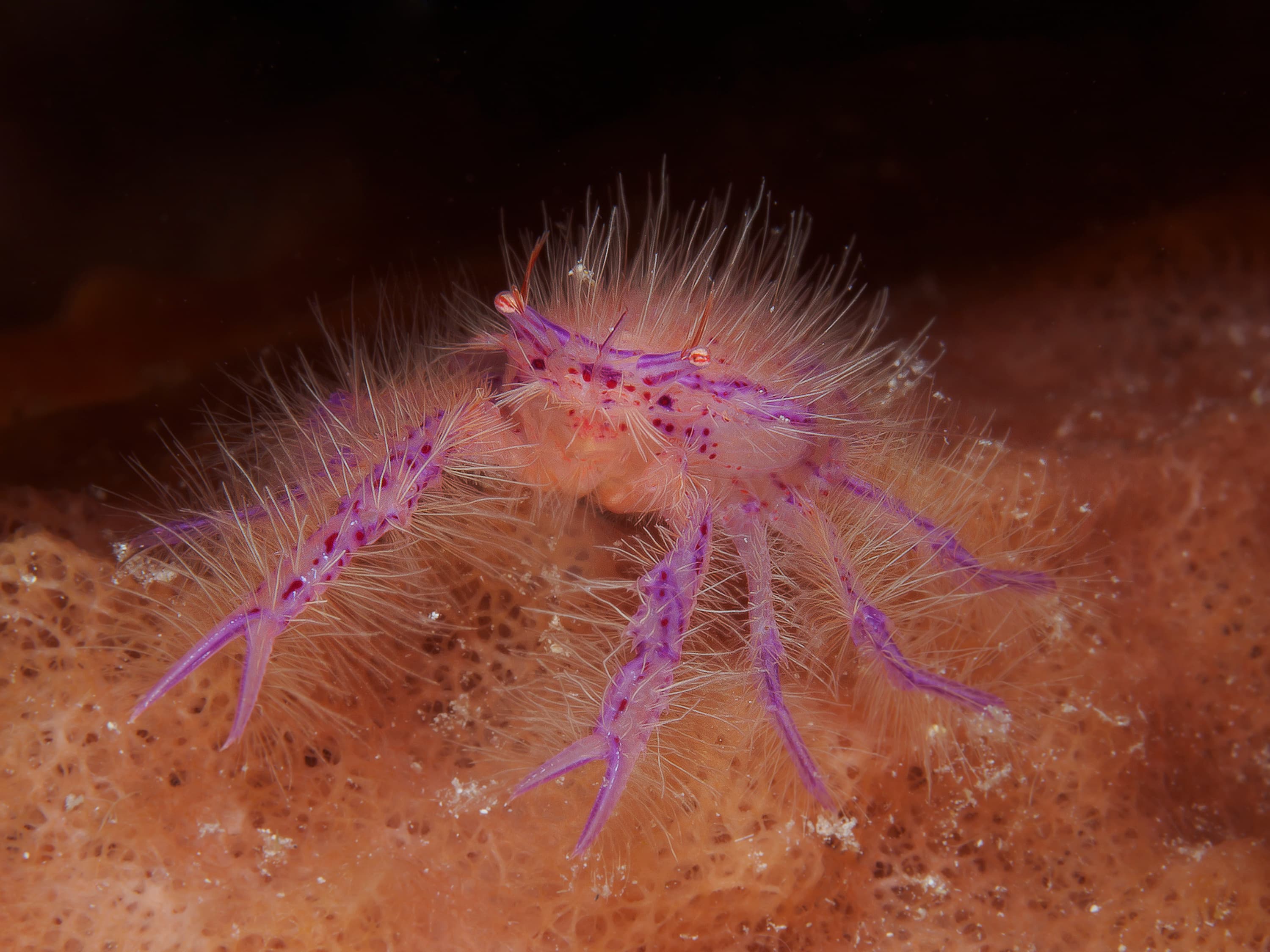 Hairy Squat Lobster (Lauriea siagiani)