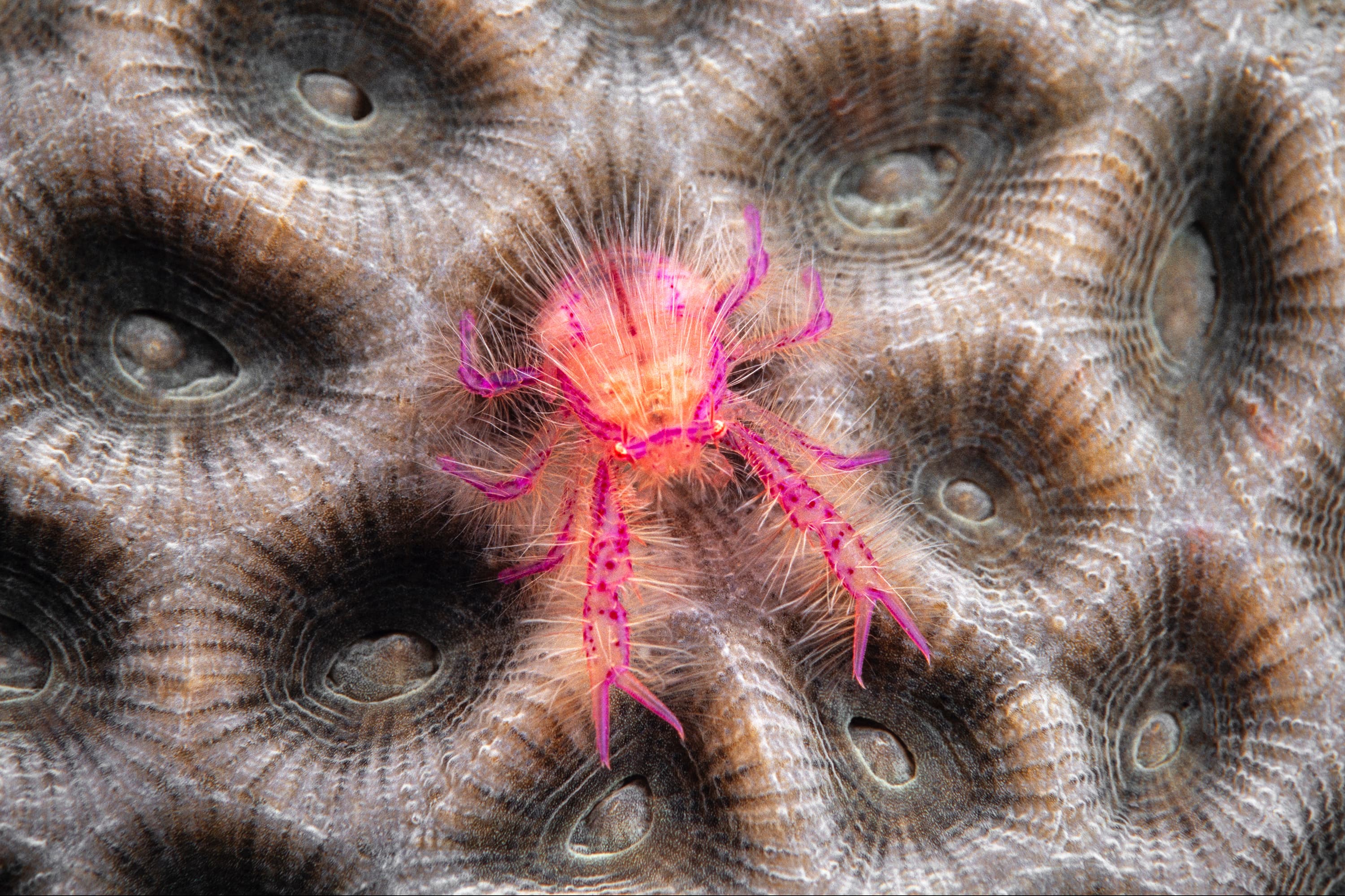 Hairy Squat Lobster (Lauriea siagiani), Lembeh Strait, Indonesia