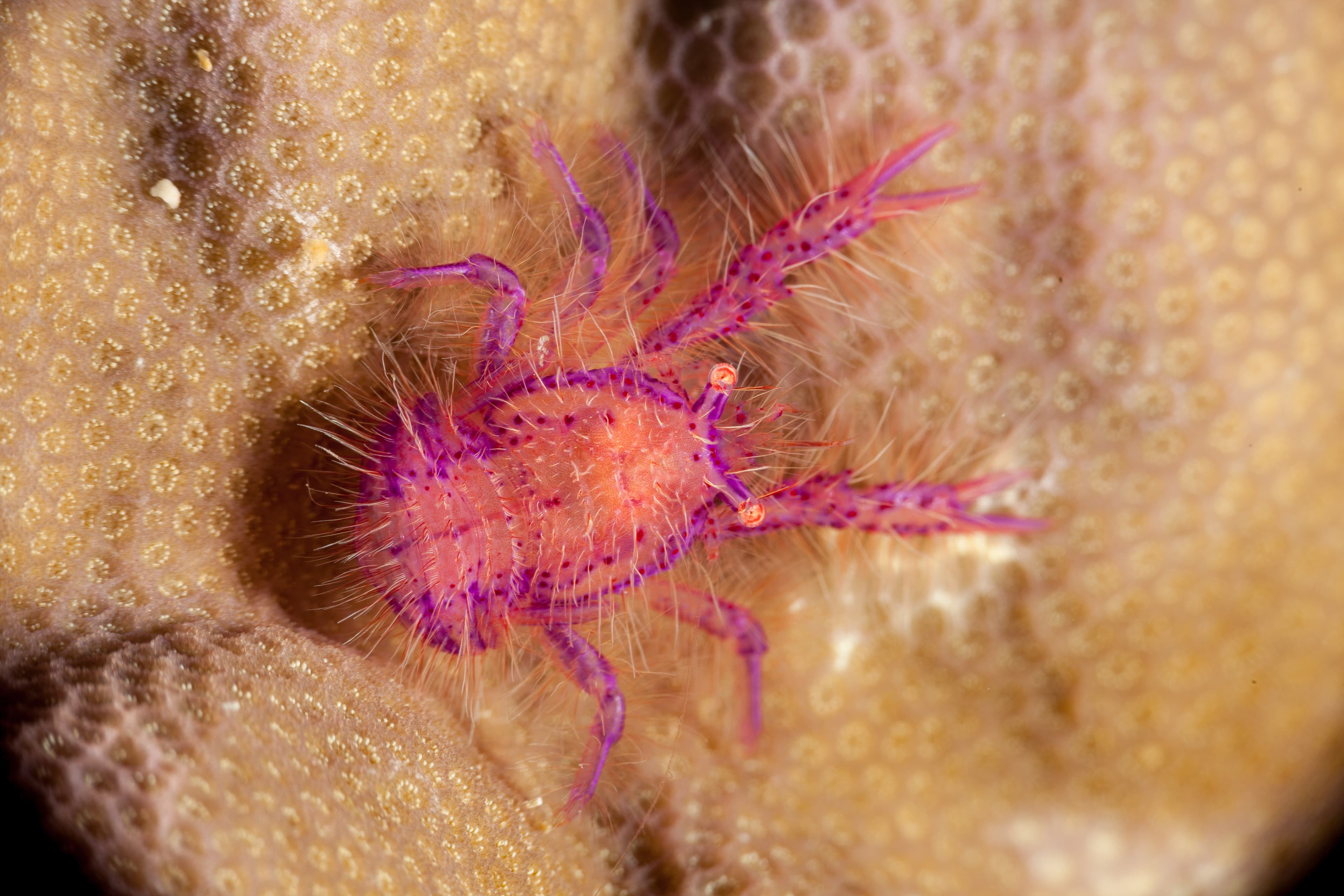 Hairy Squat Lobster (Lauriea siagiani)