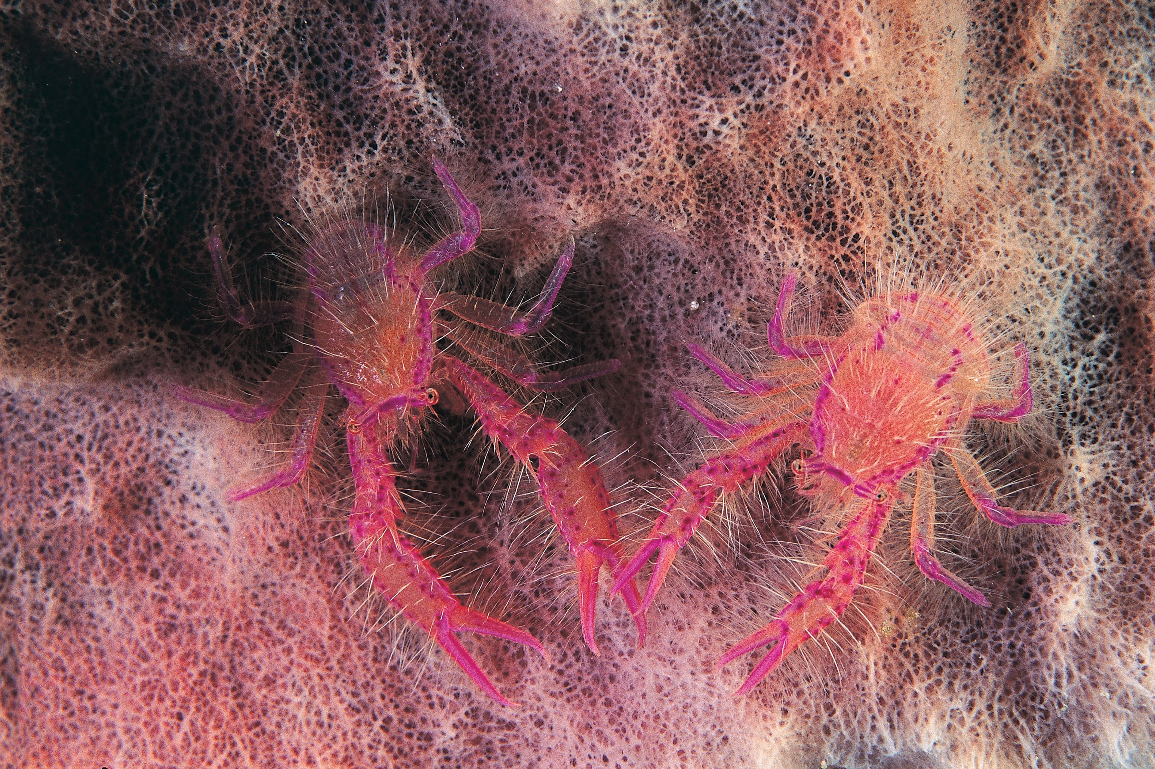 Hairy Squat Lobster (Lauriea siagiani) living on a barrel sponge, Apo Island, Philippines