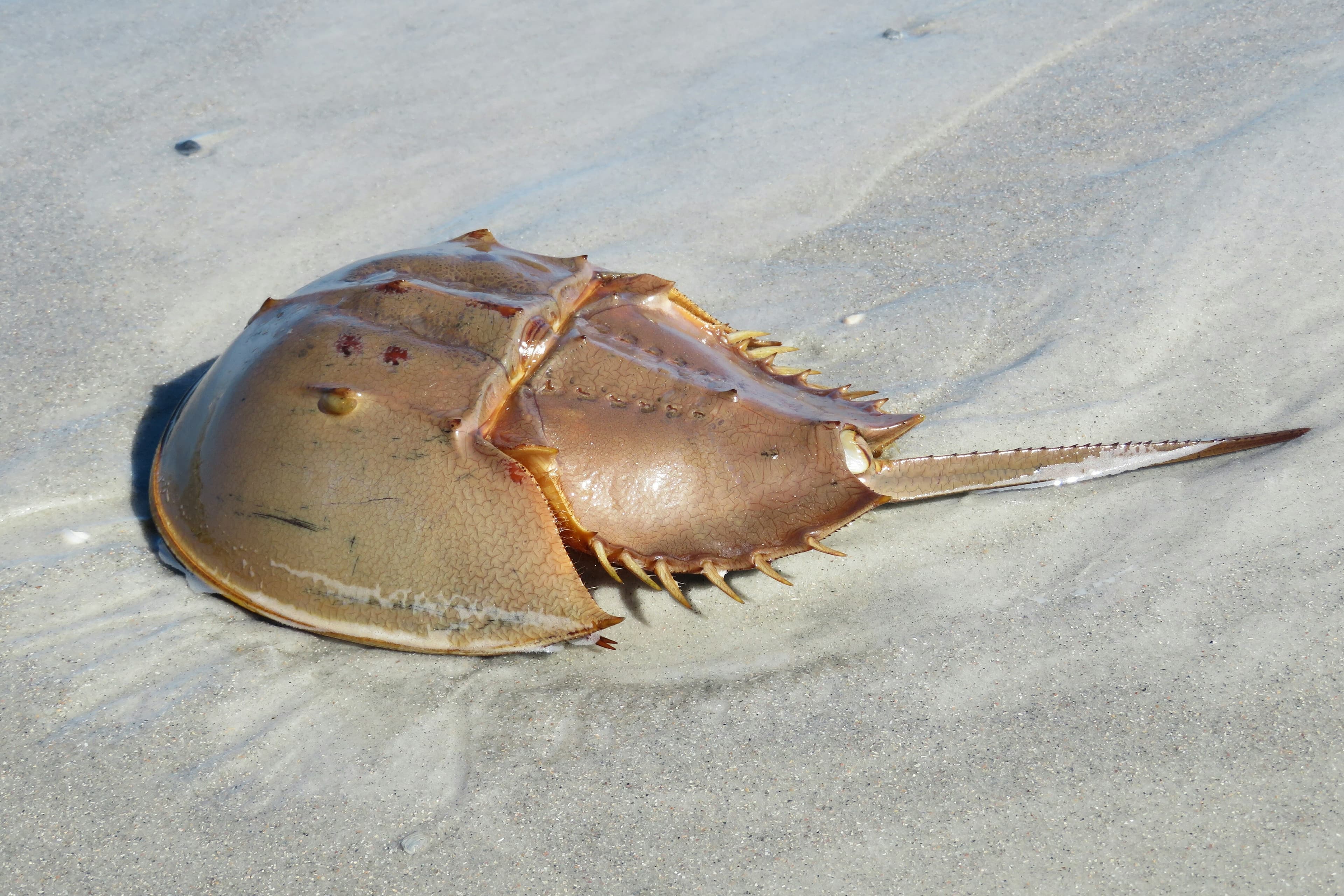 Atlantic Horseshoe Crab (Limulus polyphemus), Atlantic coast of North Florida