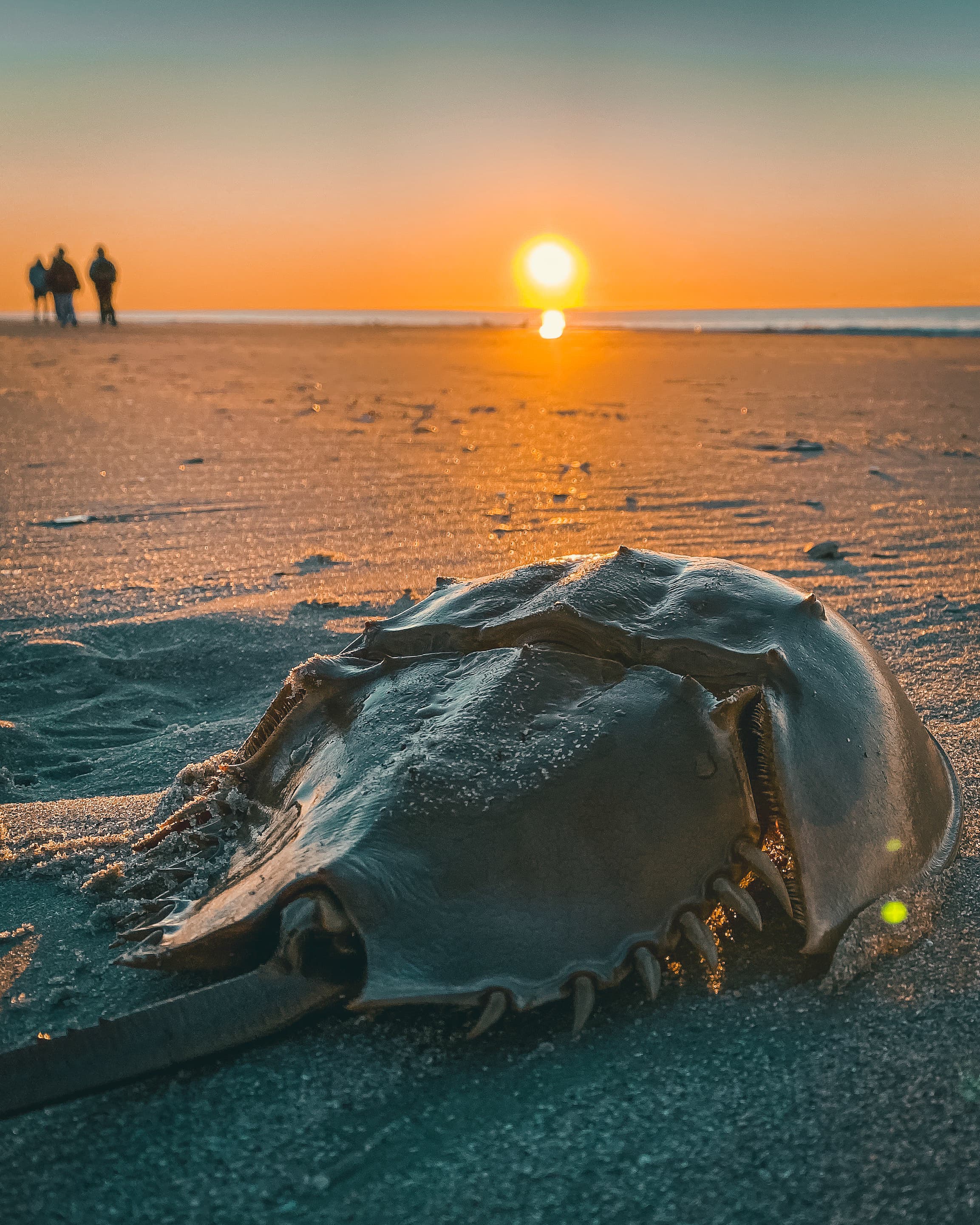 Closeup of a big Horseshoe Crab at the Myrtle beach enjoying the sunset