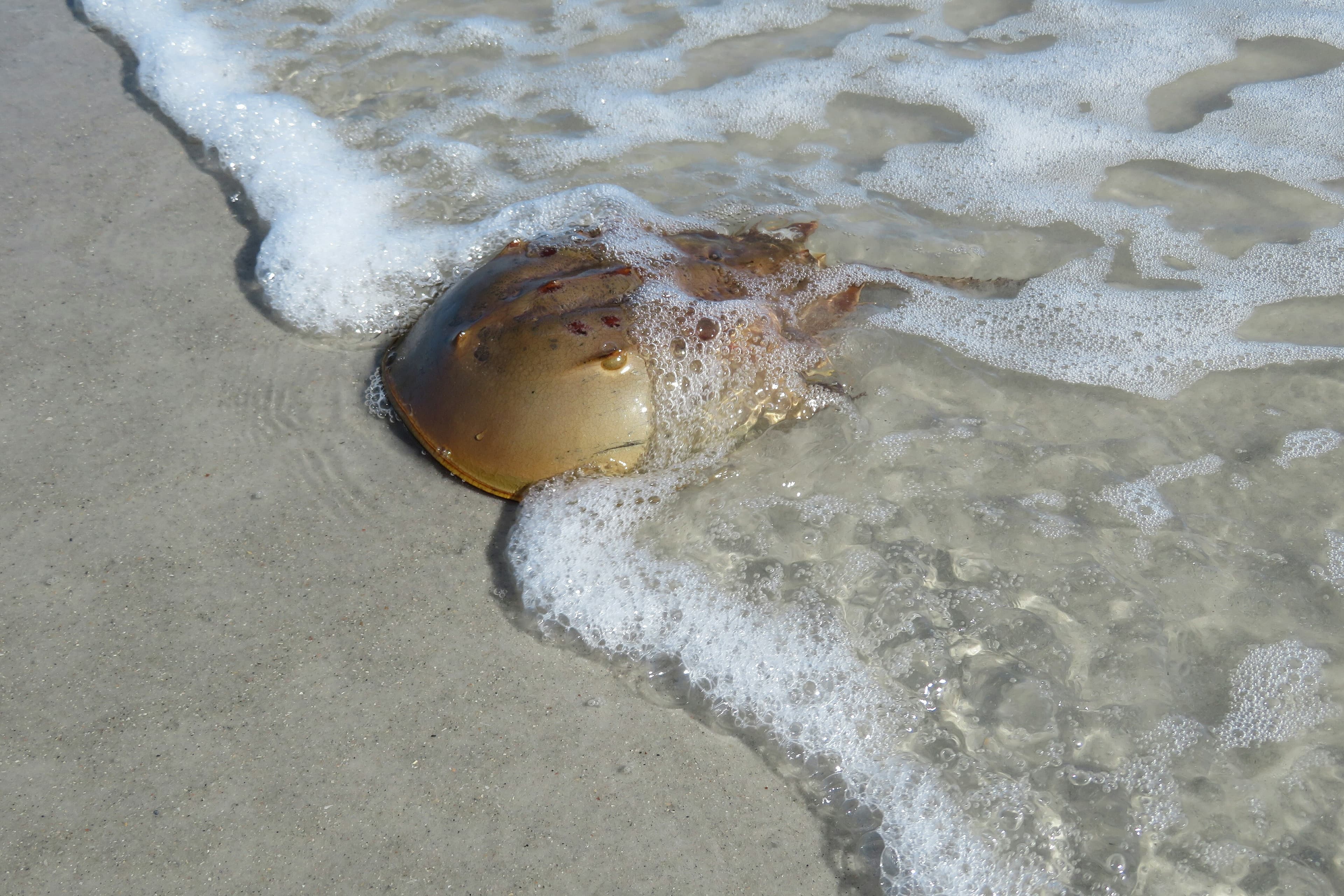 Atlantic Horseshoe Crab (Limulus polyphemus), Atlantic coast of North Florida