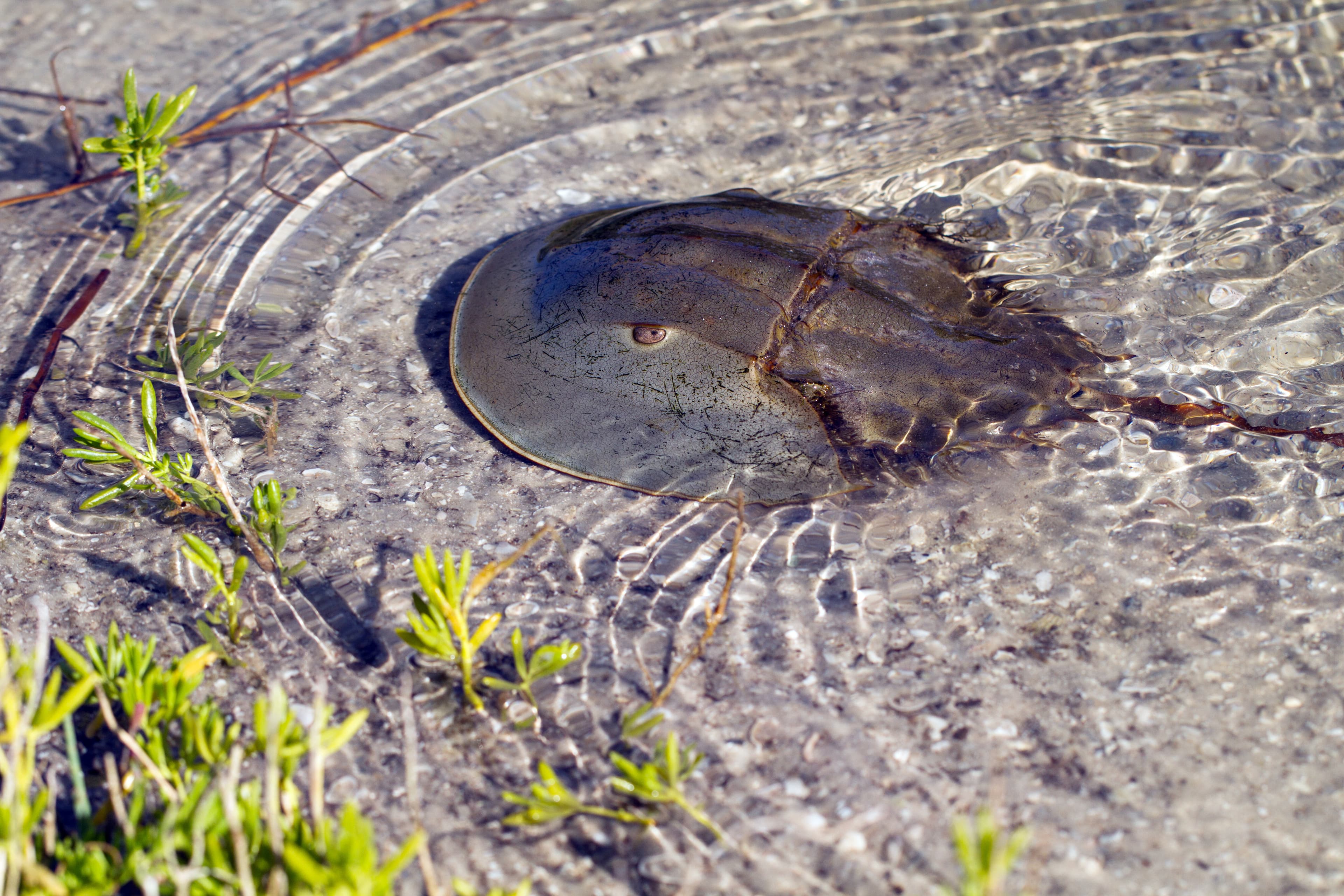 Atlantic Horseshoe Crab swims in shallow water in Ding Darling National Wildlife Refuge in Florida