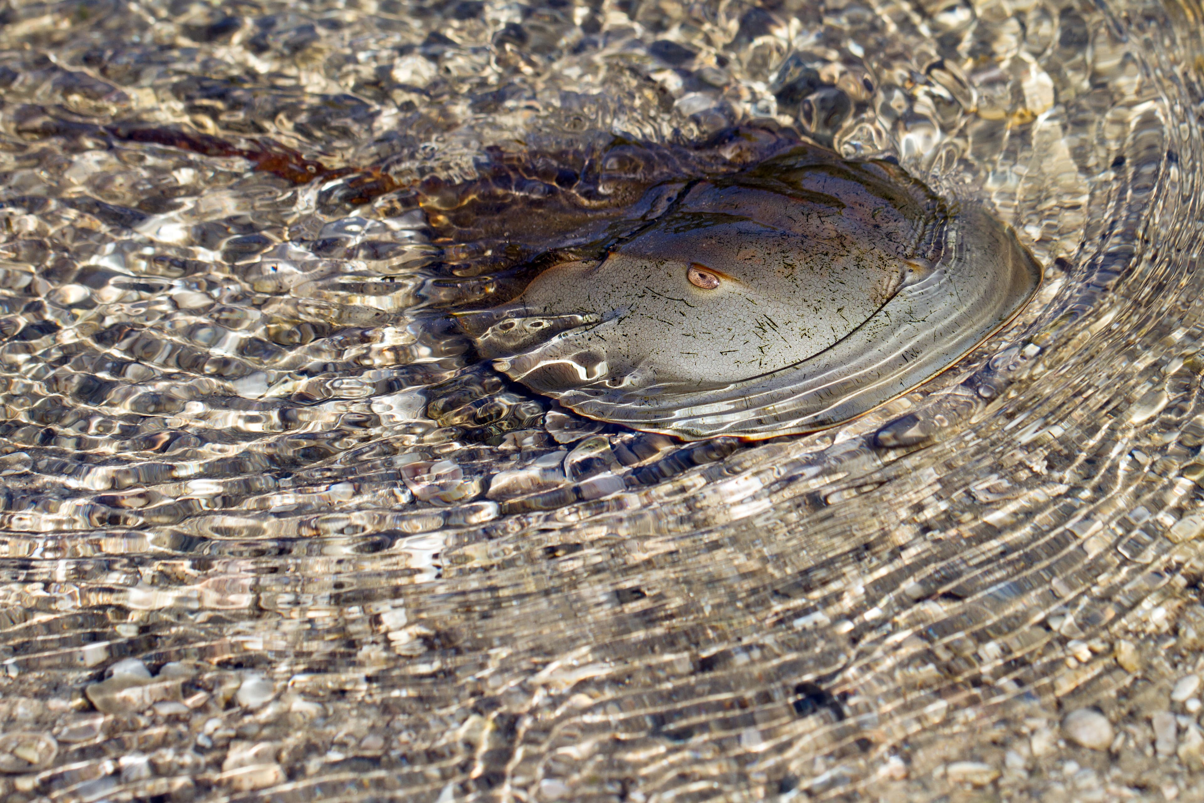 Atlantic Horseshoe Crab swims in shallow water in Ding Darling National Wildlife Refuge in Florida