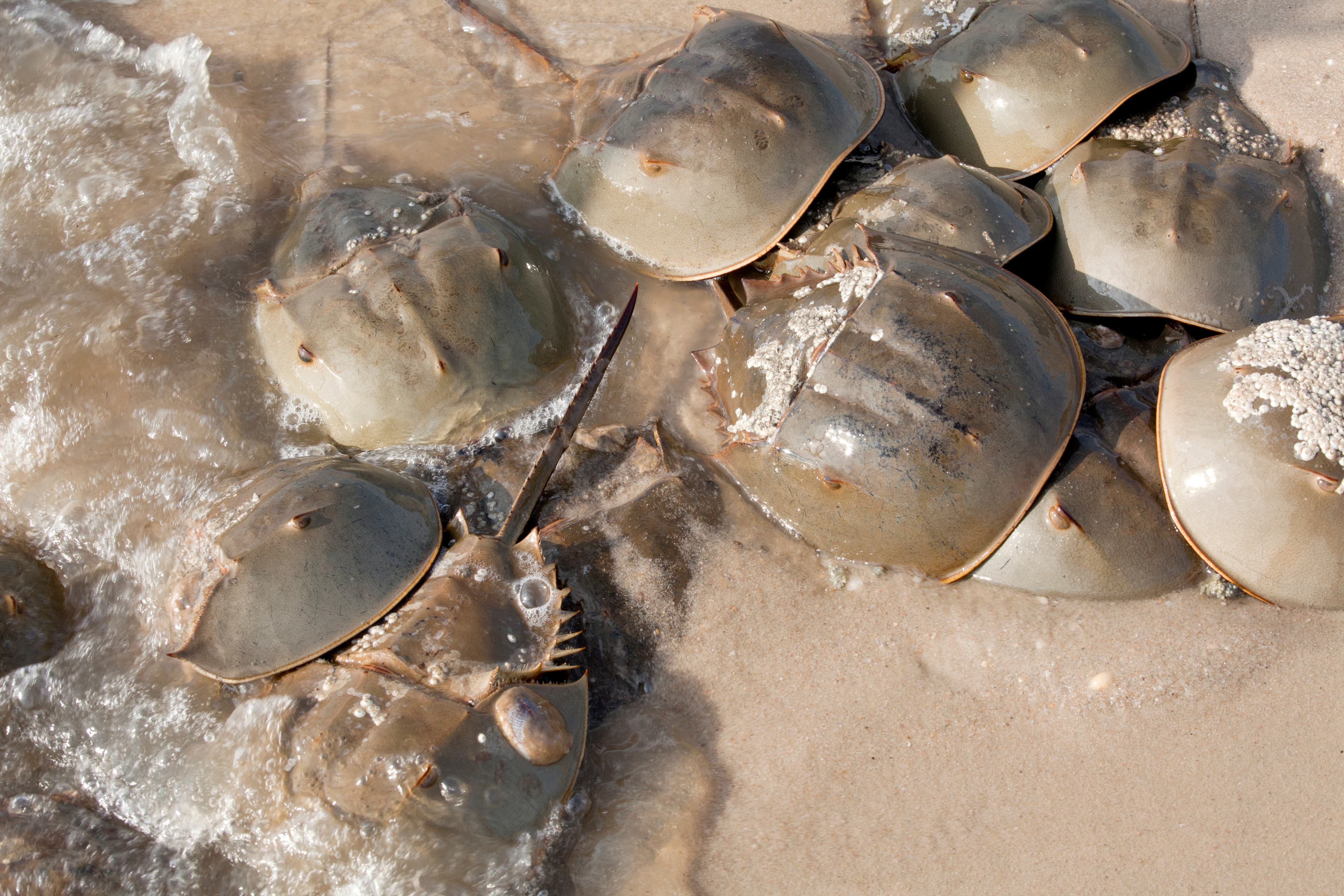 Atlantic Horseshoe Crab (Limulus polyphemus) on New Jersey beaches along the Delaware Bay during spawing season