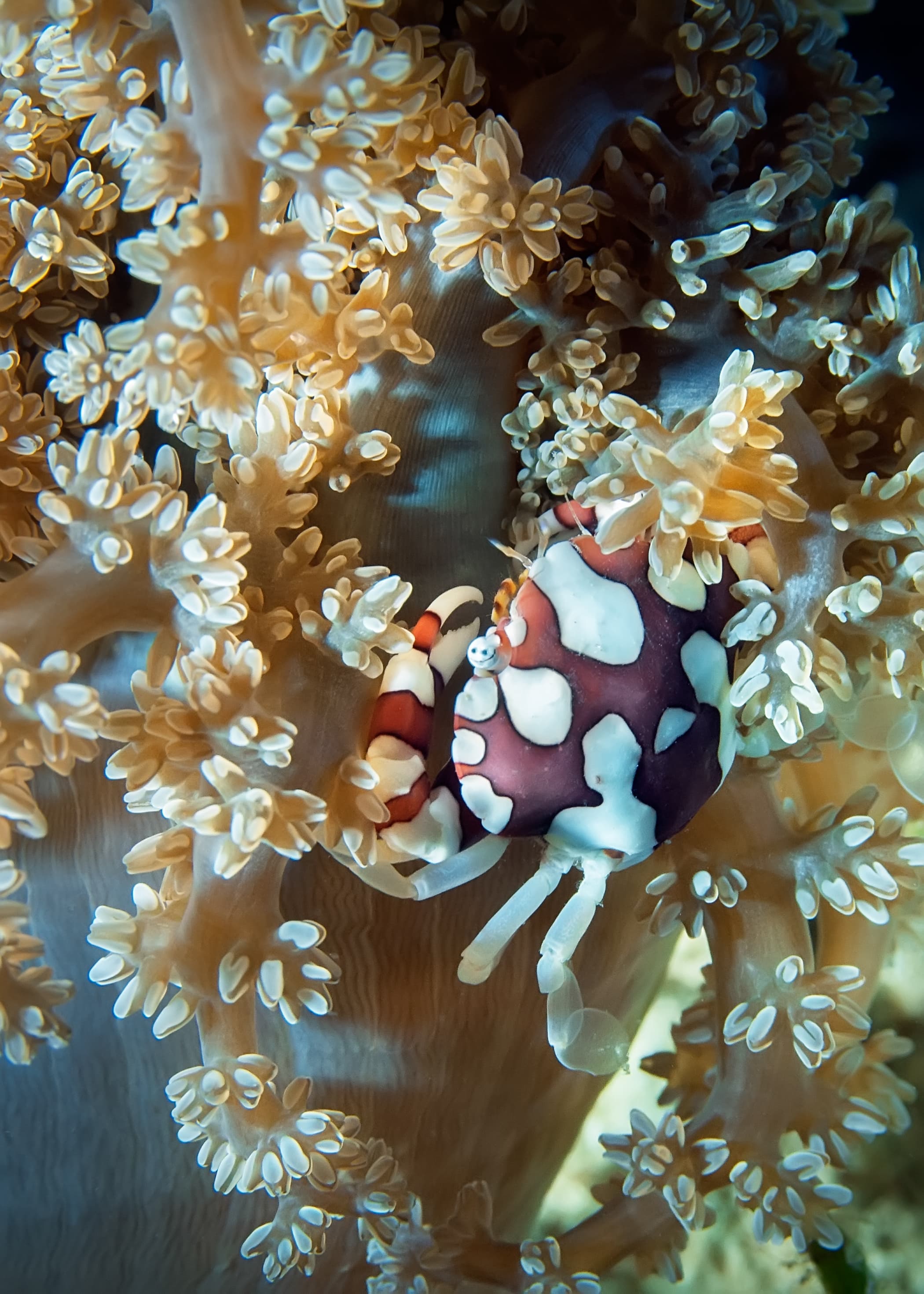 Harlequin Swimming Crab (Lissocarcinus Laevis) on the branch of soft coral