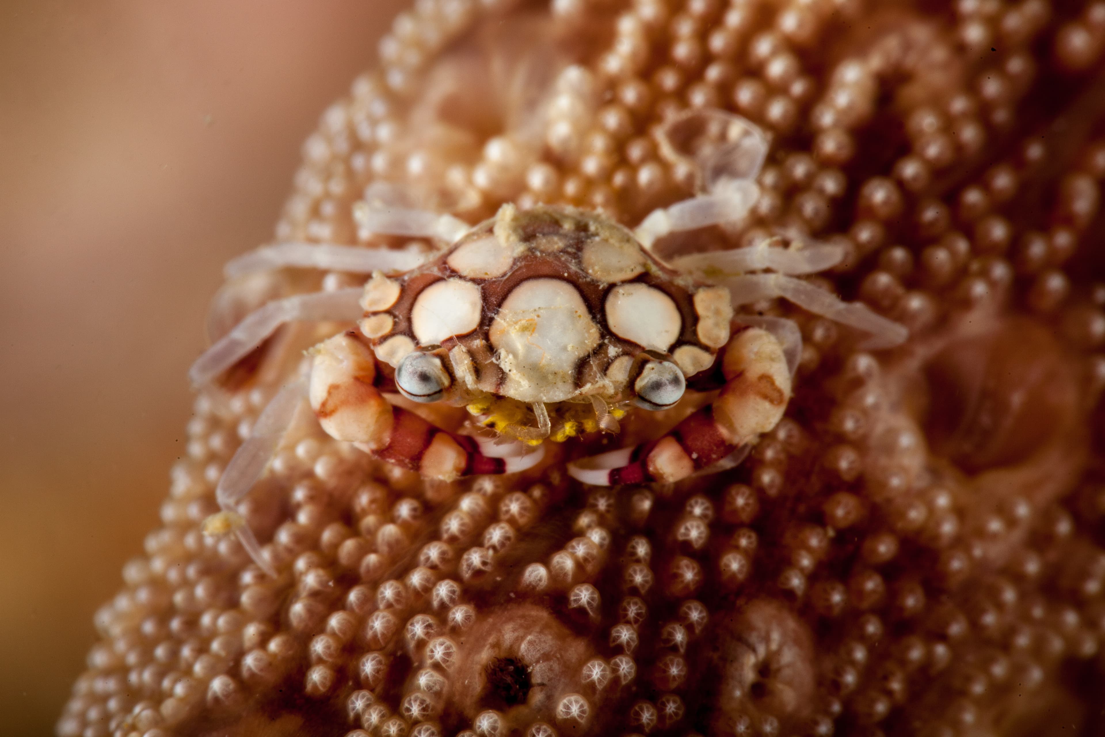 Harlequin Swimming Crab (Lissocarcinus Laevis)