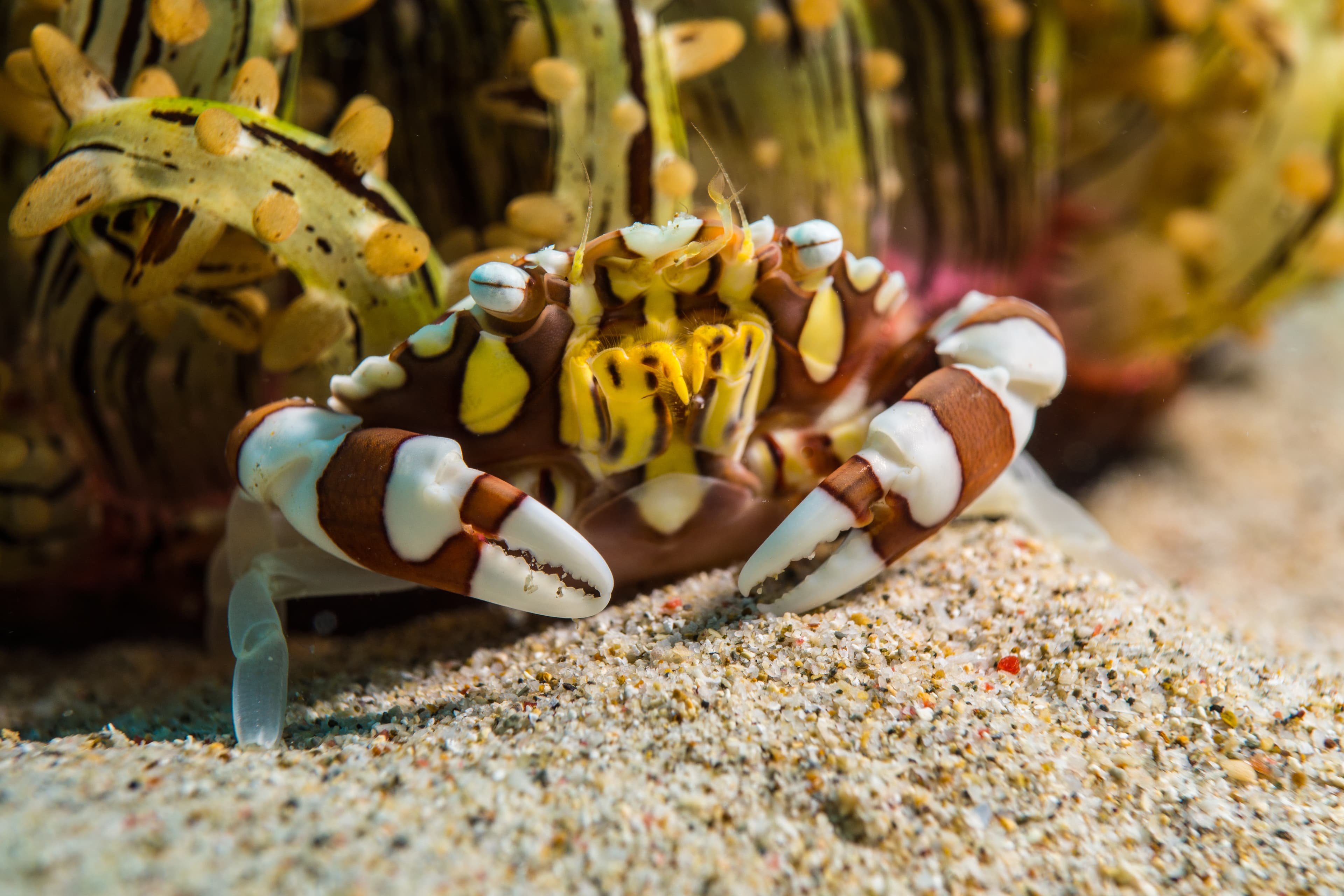 Harlequin Swimming Crab (Lissocarcinus Laevis)